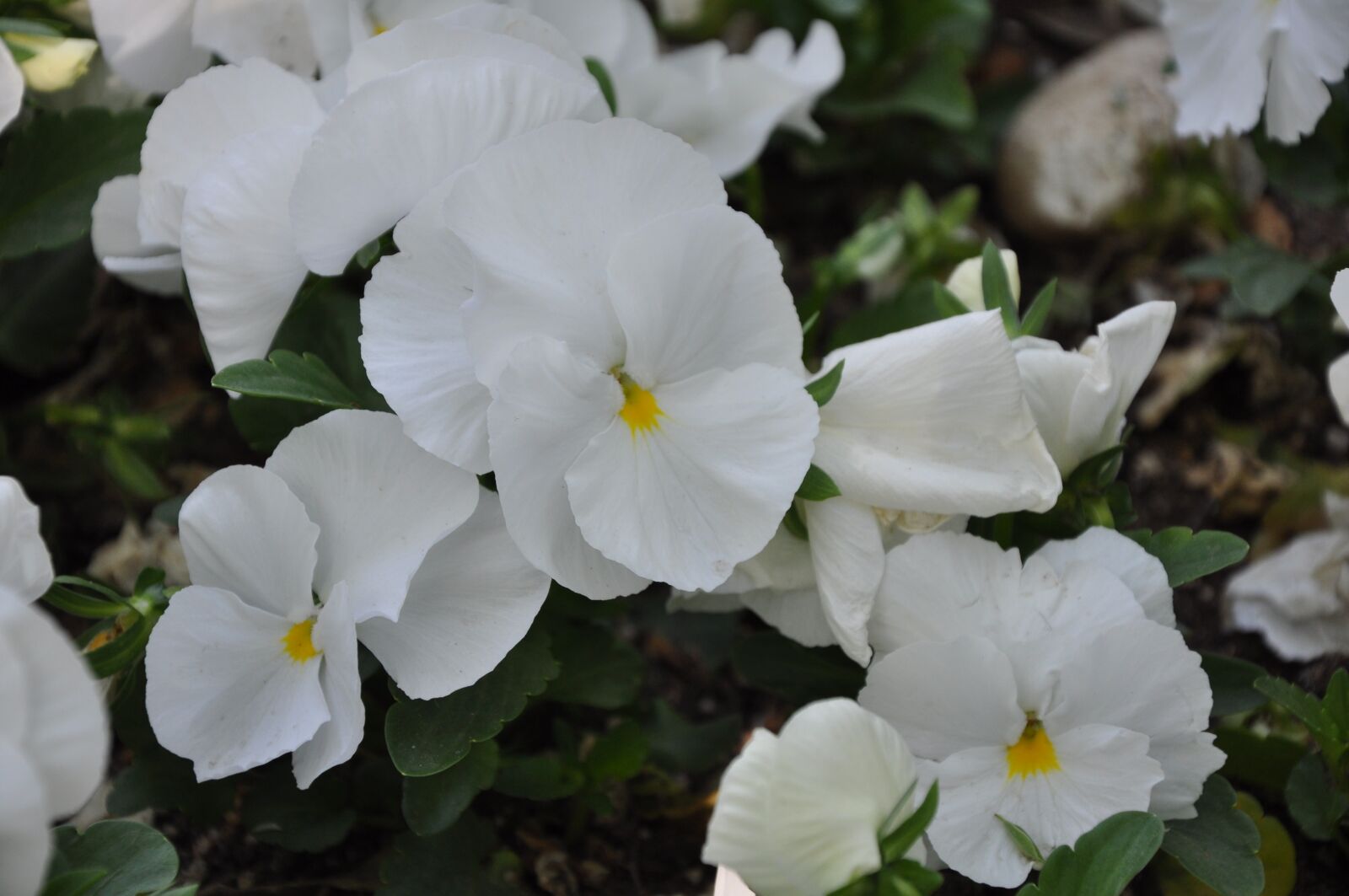 Nikon D90 sample photo. Flower, plant, nature photography