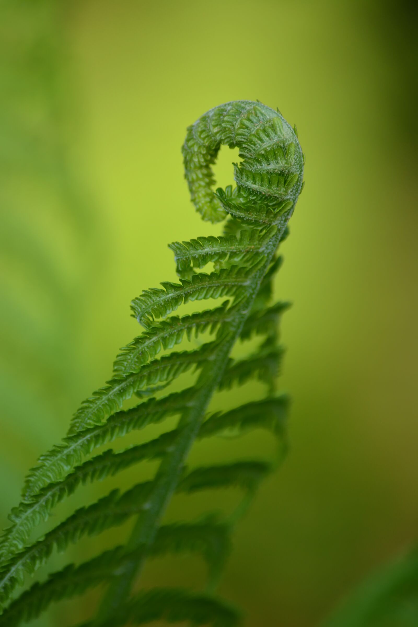 Nikon D5200 sample photo. Sheet, fern, may photography