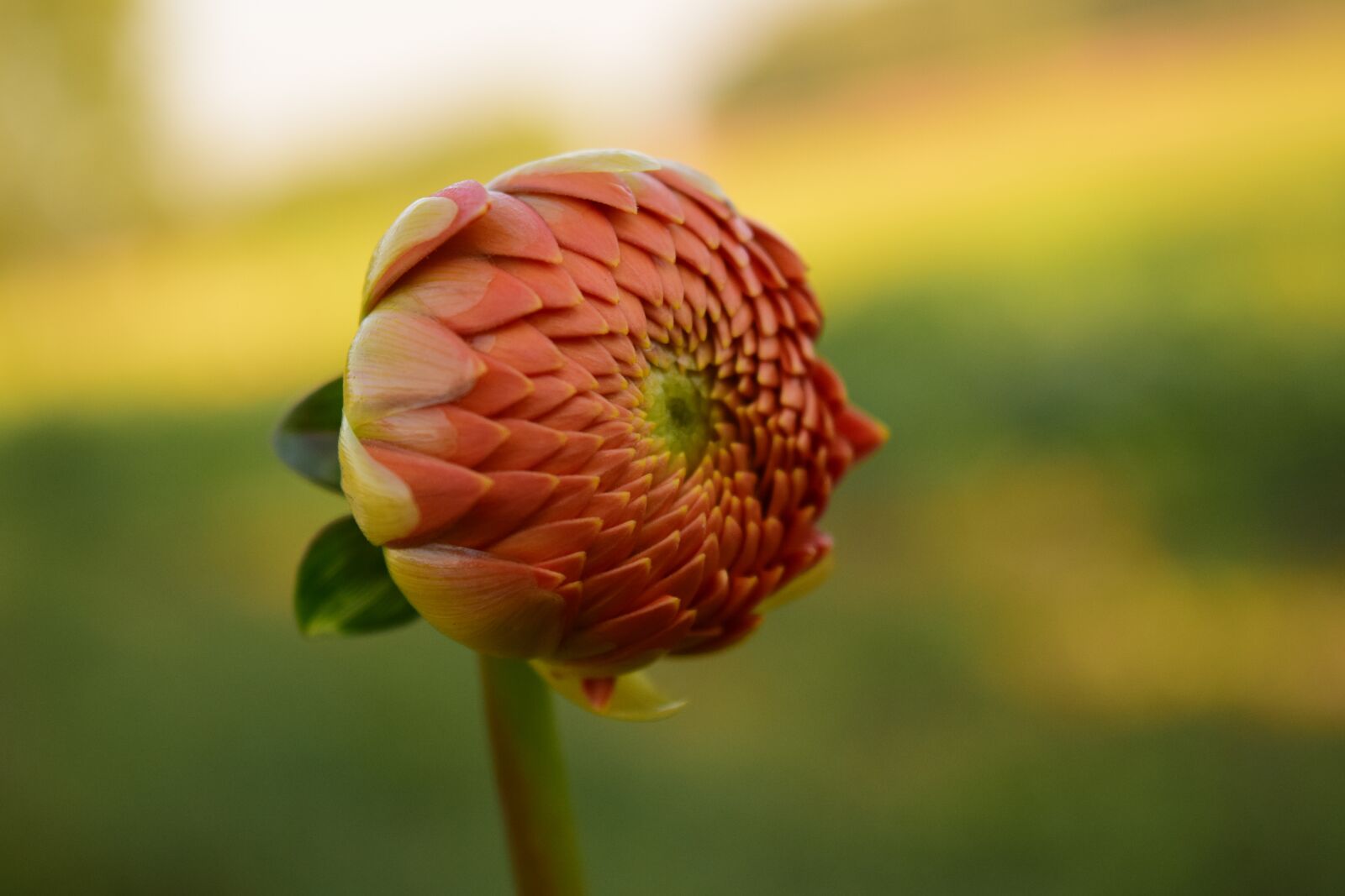 Nikon D3300 sample photo. Dahlia, blossom, bloom photography