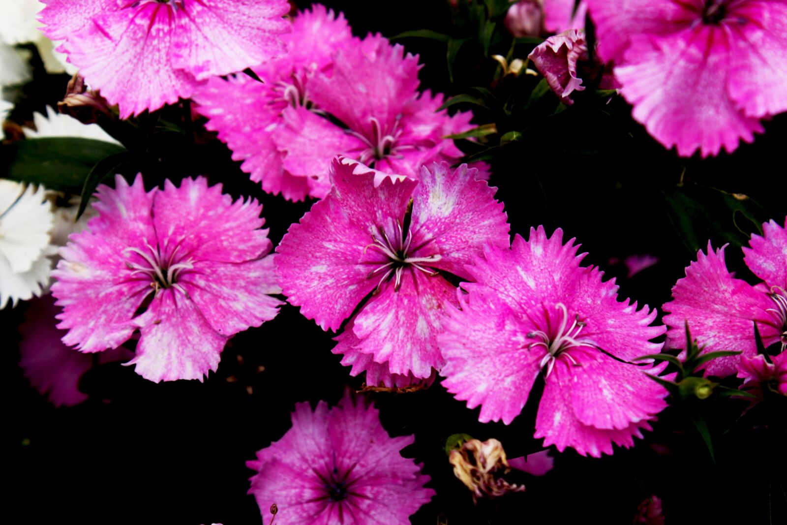 Canon EOS 500D (EOS Rebel T1i / EOS Kiss X3) sample photo. Flower, blossom, bloom photography