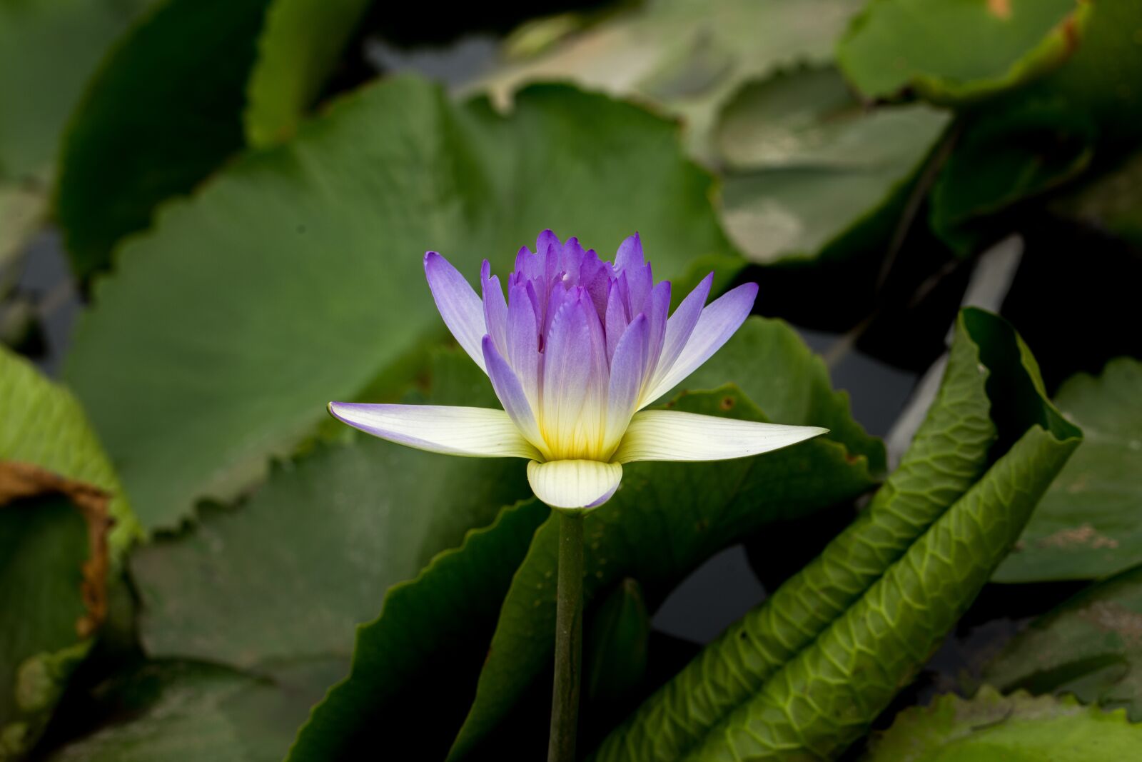 Canon EF 100mm F2.8L Macro IS USM sample photo. Water lily, nuphar lutea photography