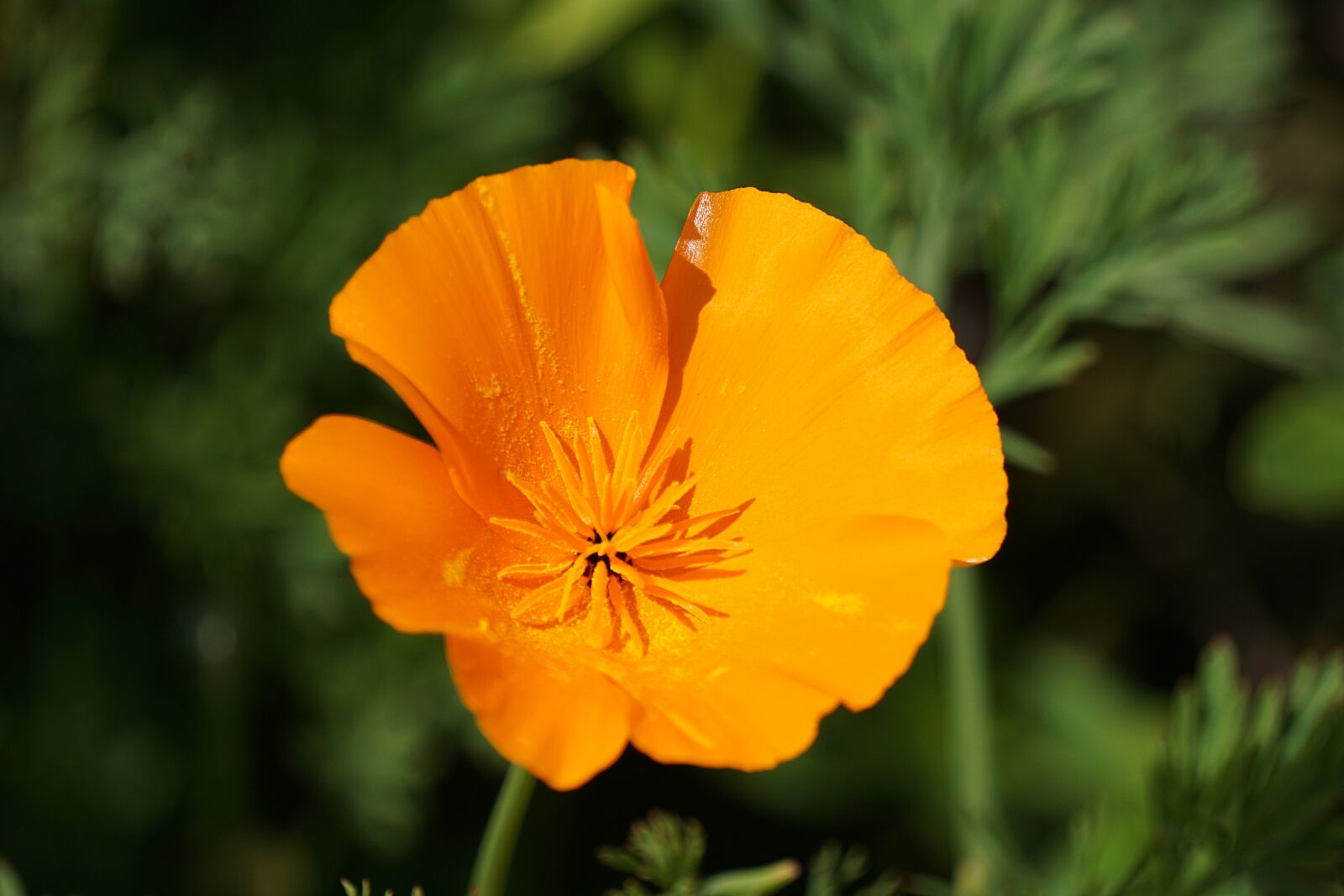 Sony a6000 sample photo. Flower, poppy, garden photography
