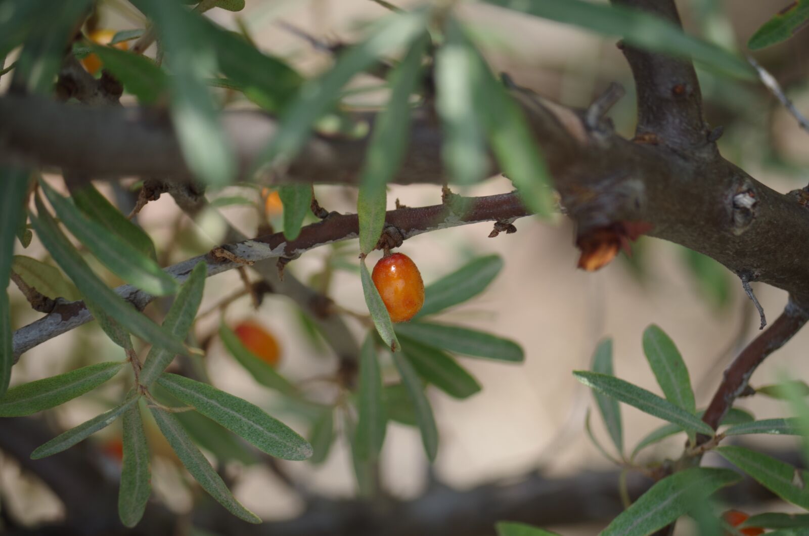 Pentax K-500 sample photo. Buckthorn, fruit, berries photography