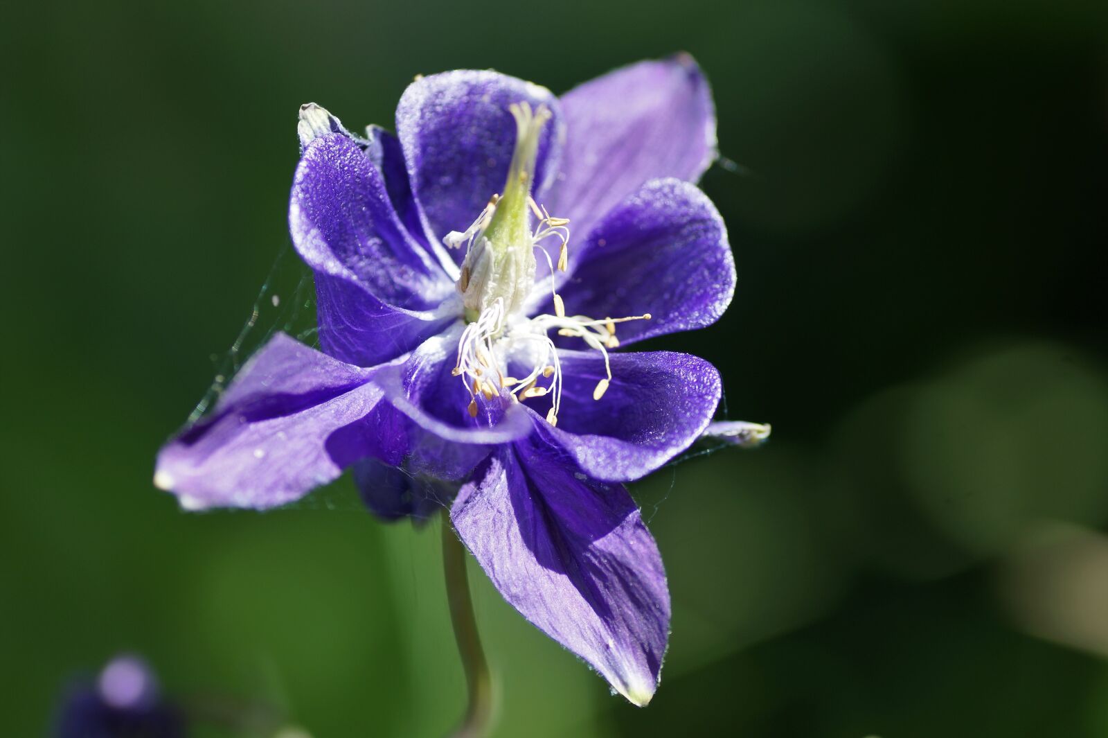 Sony SLT-A58 sample photo. Columbine, flower, purple photography