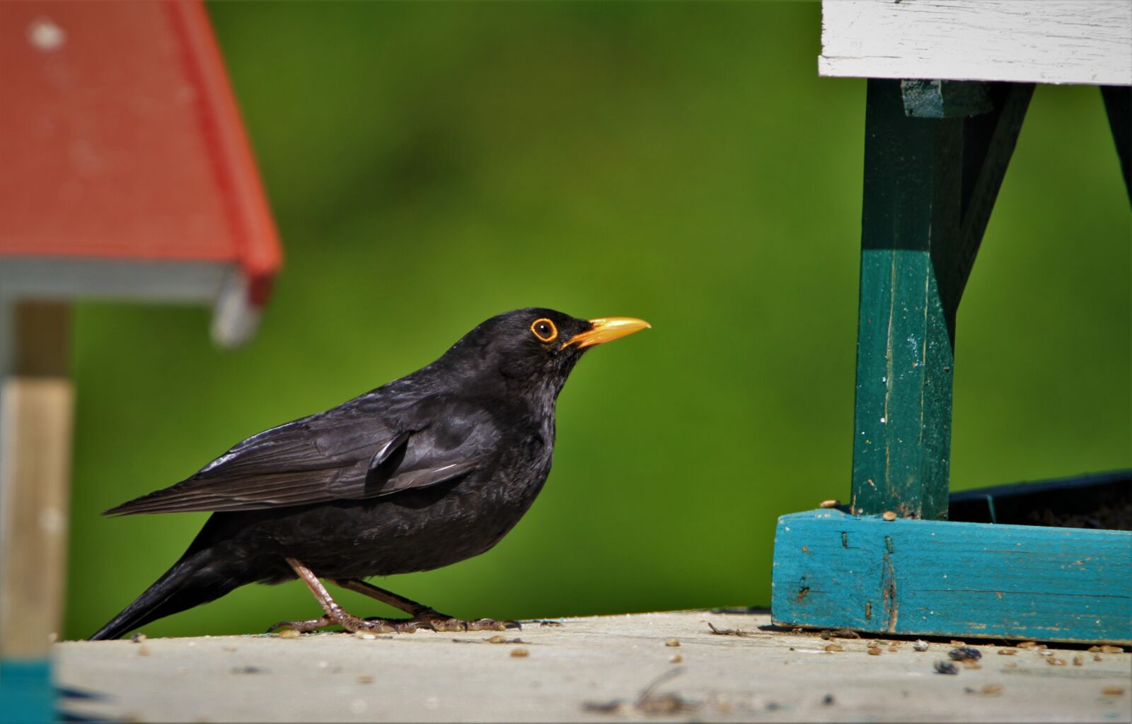 Tamron SP 150-600mm F5-6.3 Di VC USD sample photo. Blackbird, feeding place, foraging photography