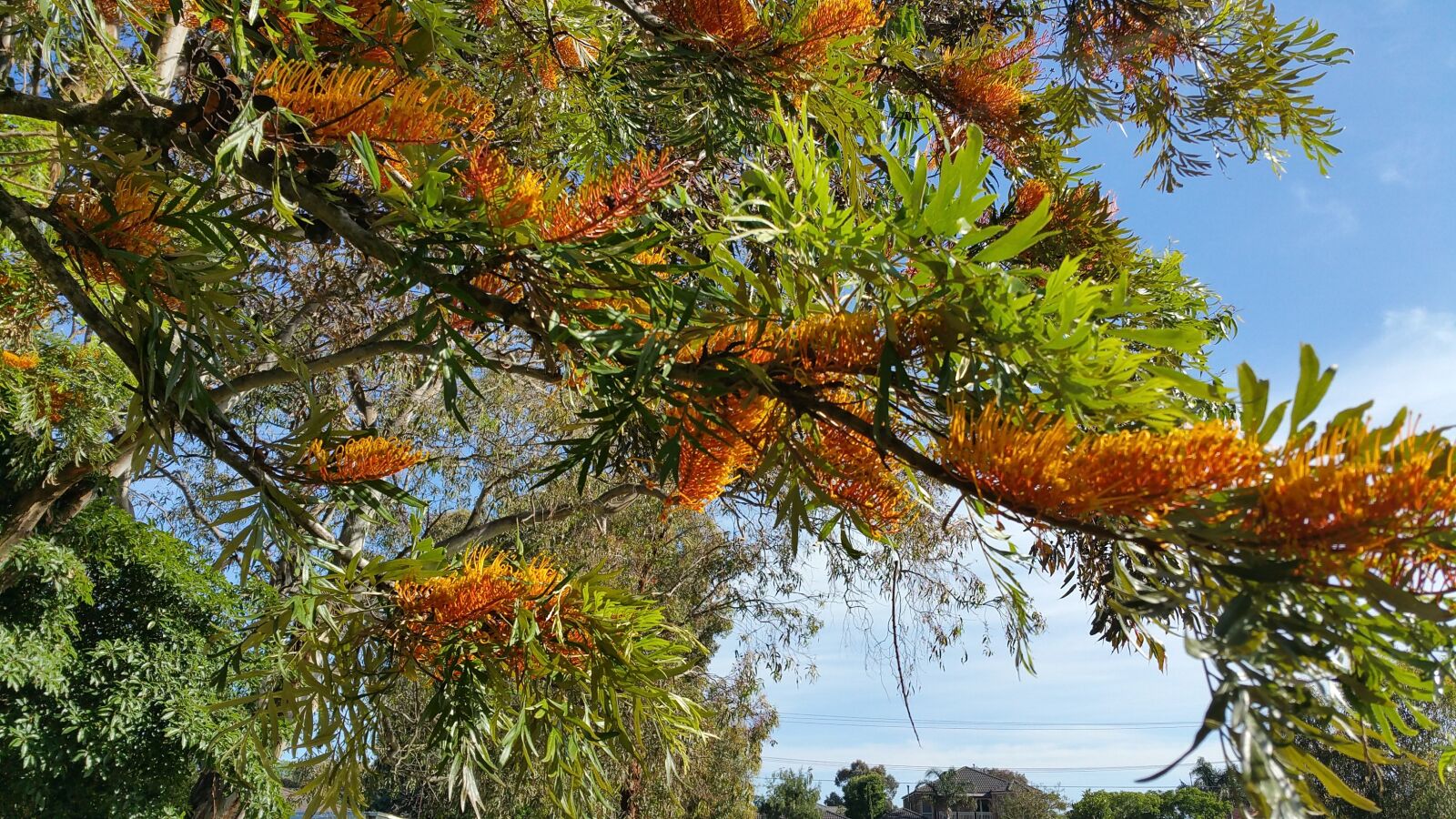 Samsung Galaxy Note4 sample photo. Tree, flowering, nature photography