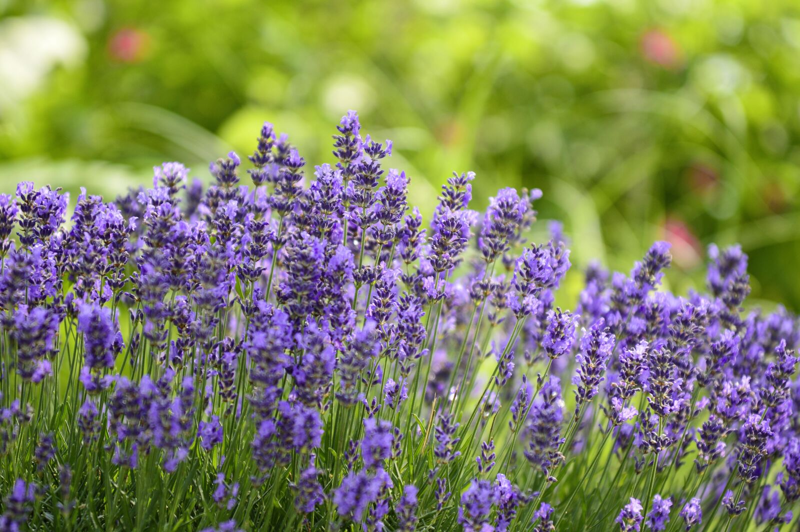 Nikon D3200 sample photo. Lavender, nature, plant photography