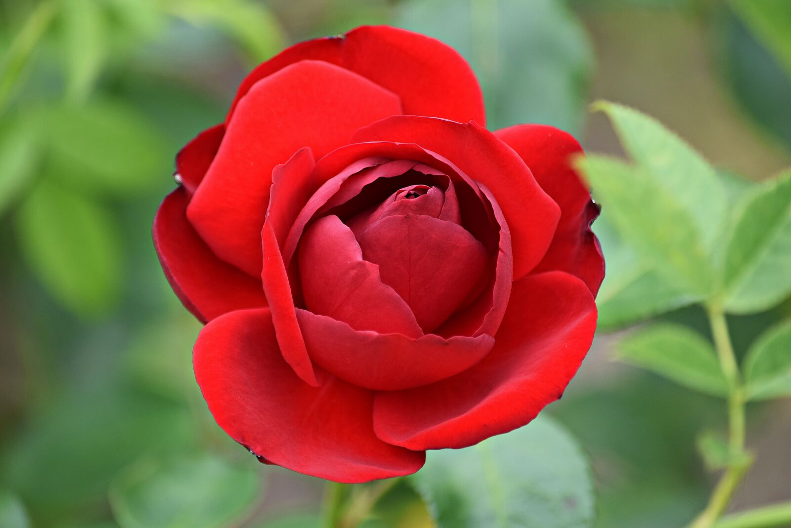 Nikon D5300 sample photo. Rose, red, flower photography