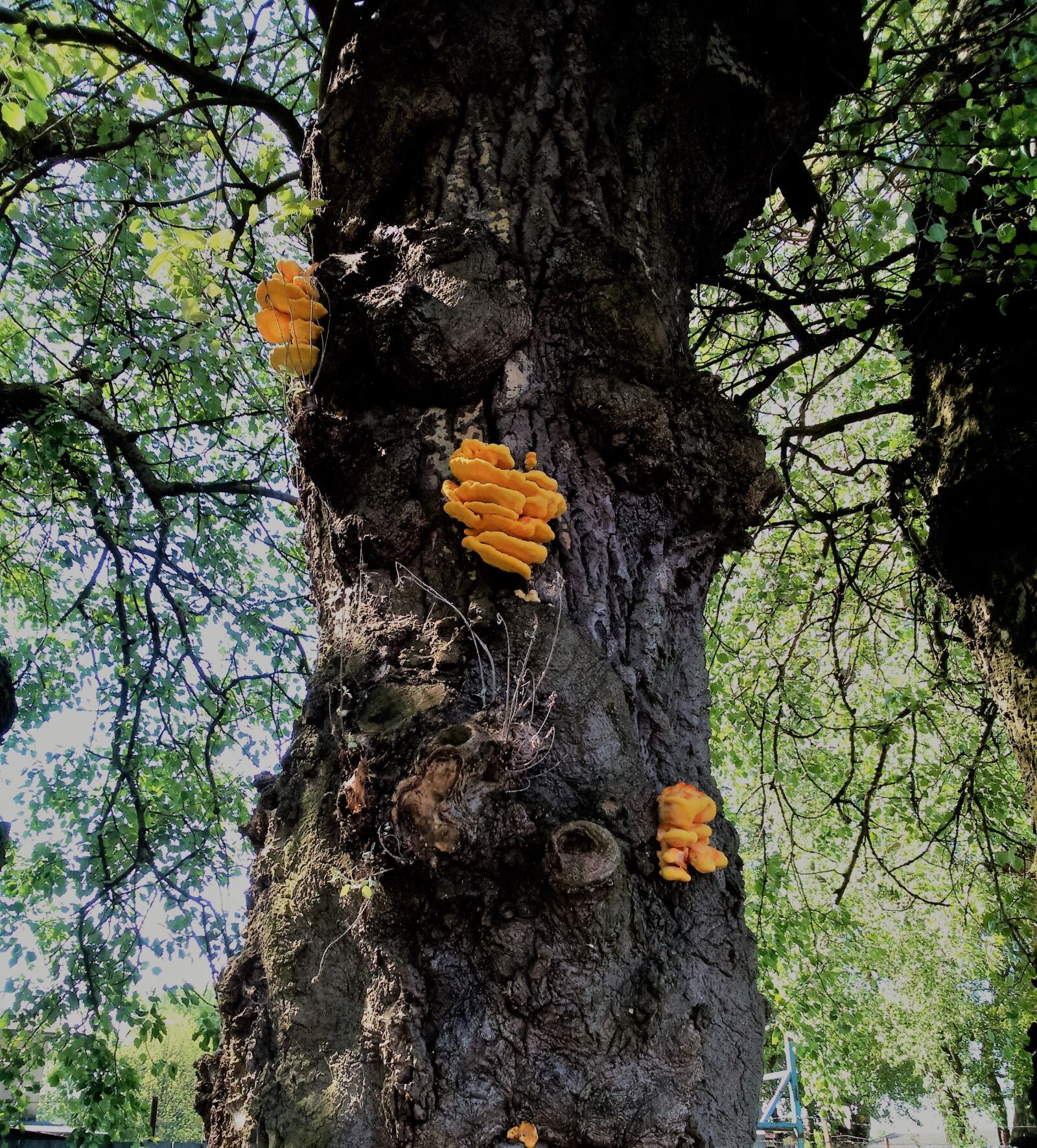 Sony Xperia M2 sample photo. Mushroom, tree, nature photography