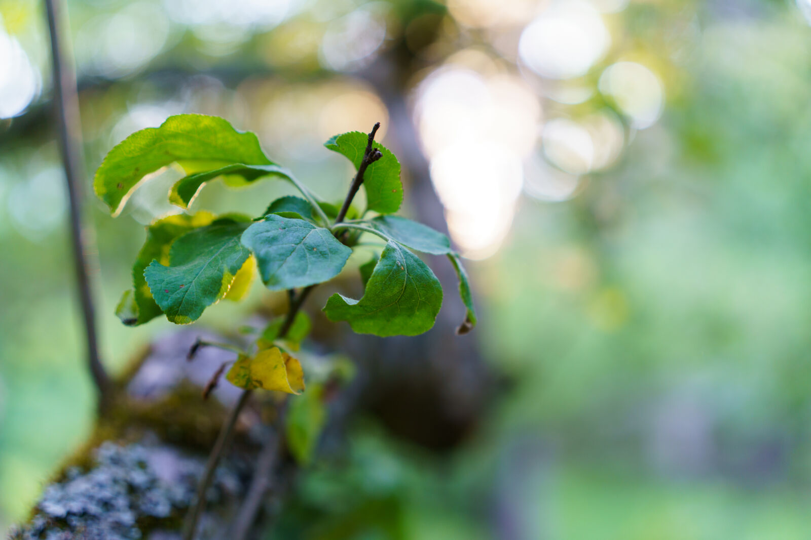 Sigma 50mm F2 DG DN | C sample photo. Bokeh of leaves photography