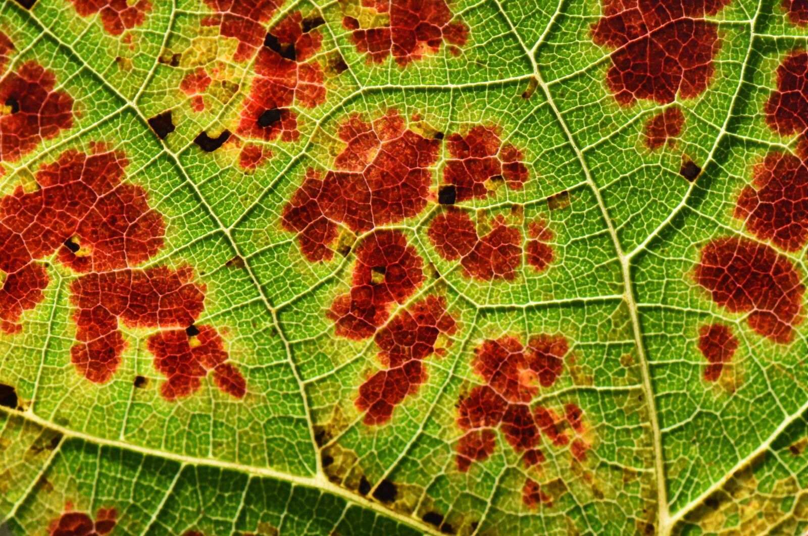 Nikon D7200 sample photo. Autumn, sheet, nature photography