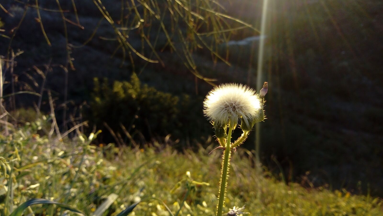 HUAWEI Y6 2017 sample photo. Dandelion, flower, ray of photography