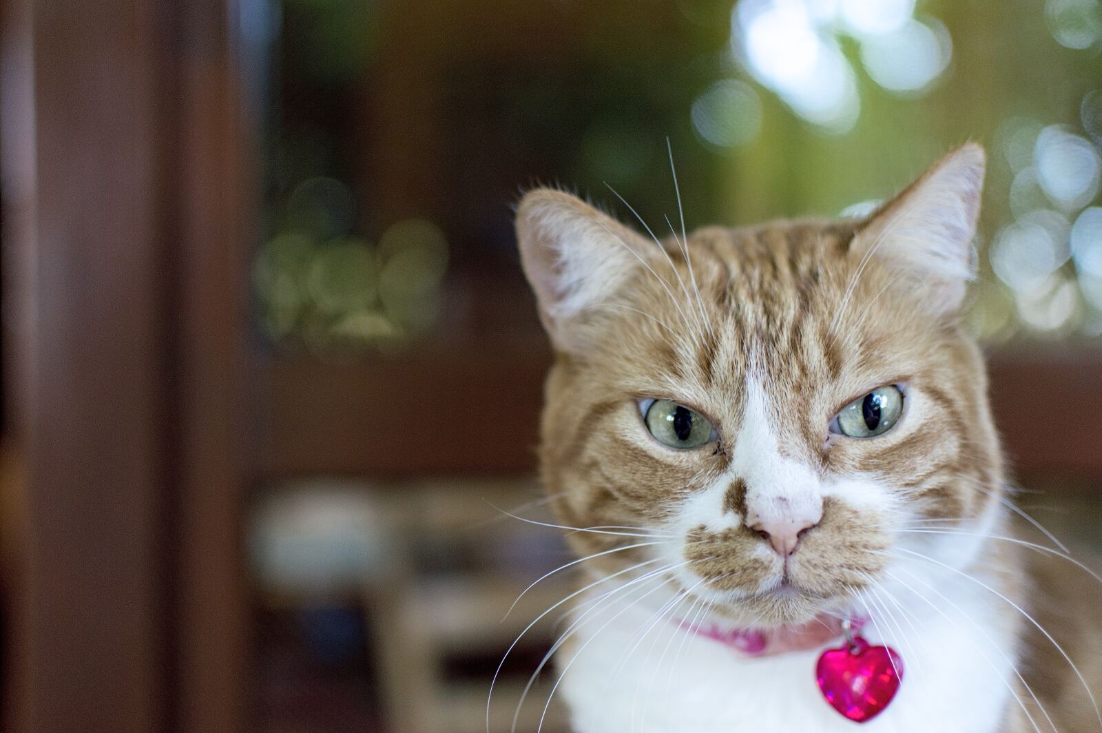 Nikon D3200 sample photo. Cat, gatta, female photography