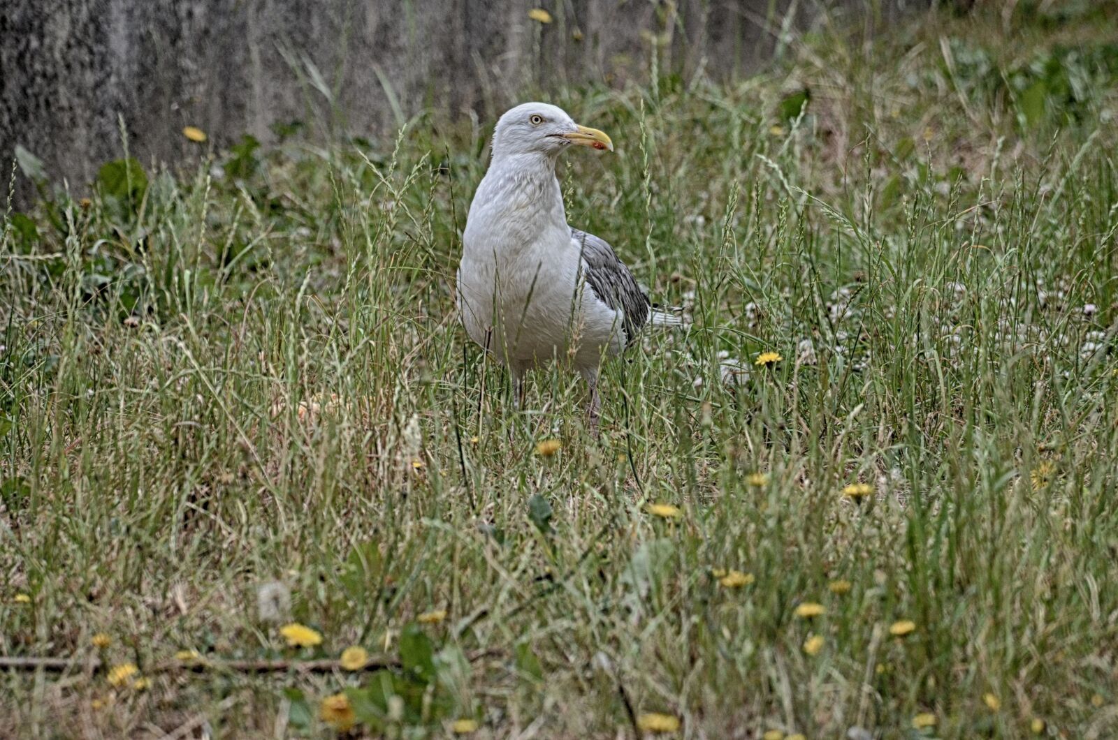 Nikon D5100 sample photo