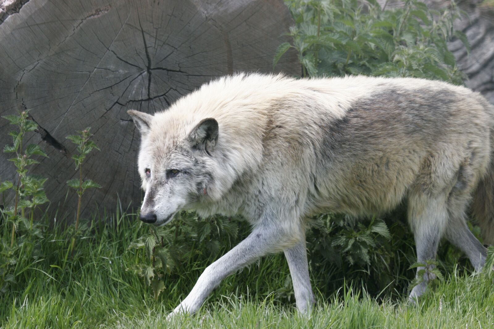 Canon EOS 20D sample photo. Wolf, wolves, wild photography