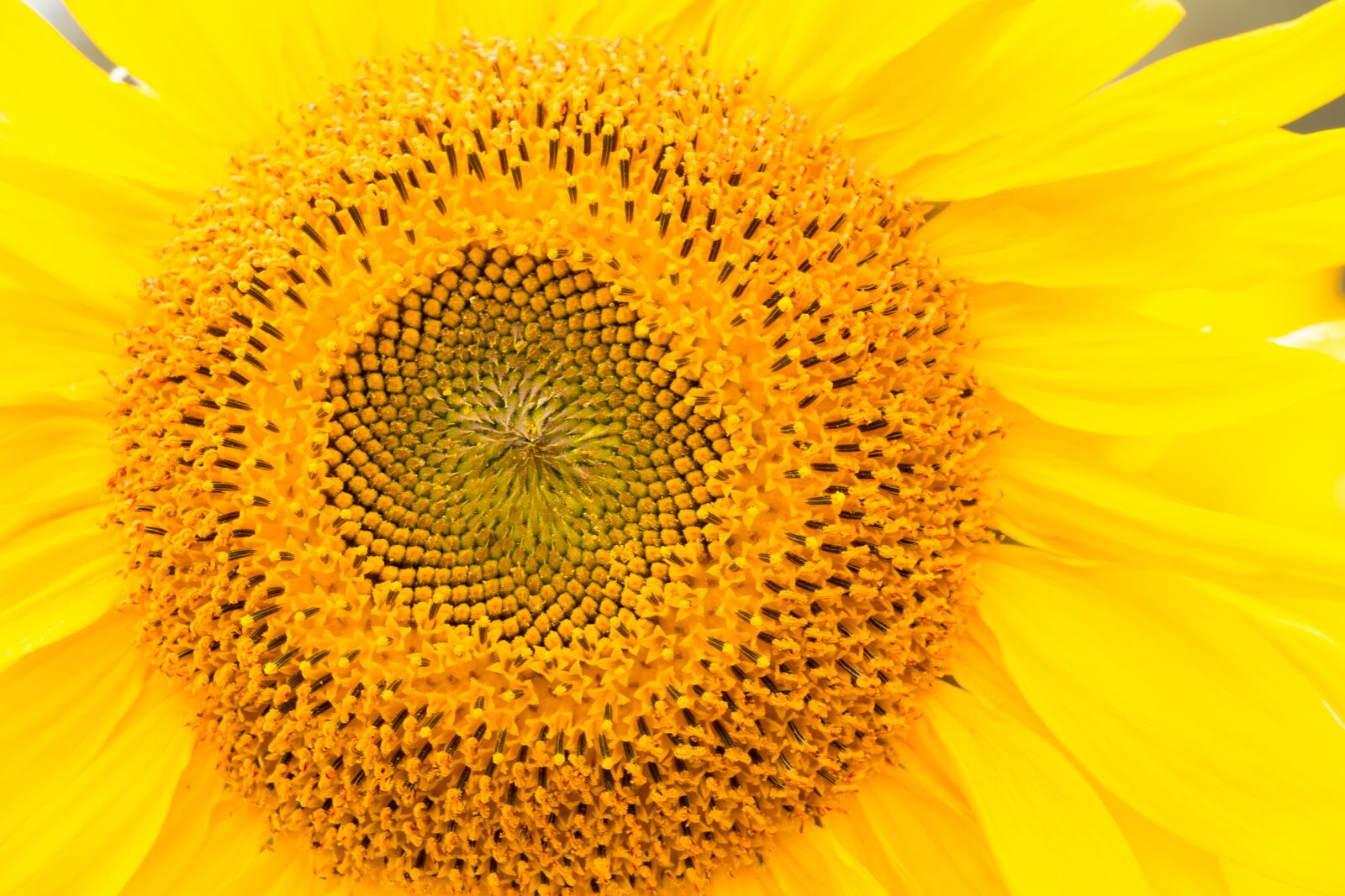Canon EOS 70D sample photo. Sunflower, yellow, flower photography