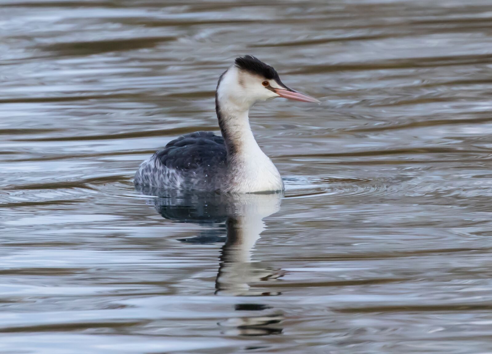 Canon EOS 7D Mark II sample photo. Great crested grebe, winter photography