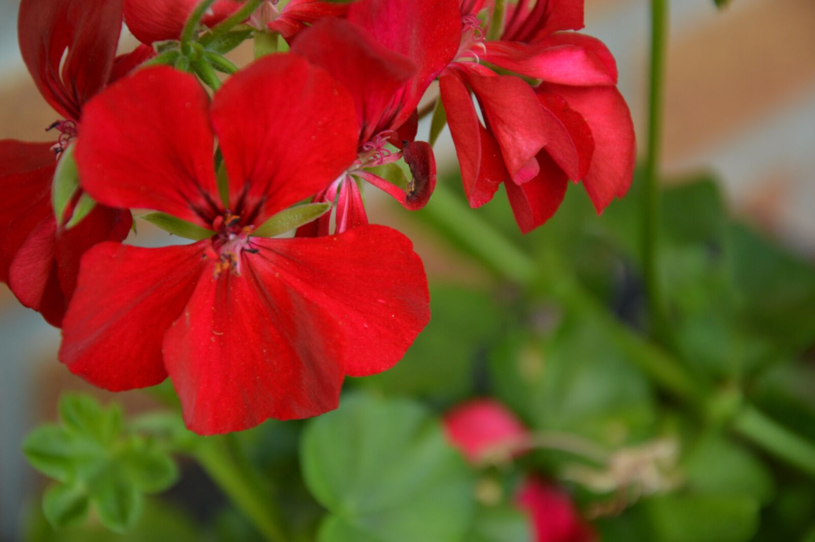Nikon D3200 sample photo. Geranium, flower, blossom photography