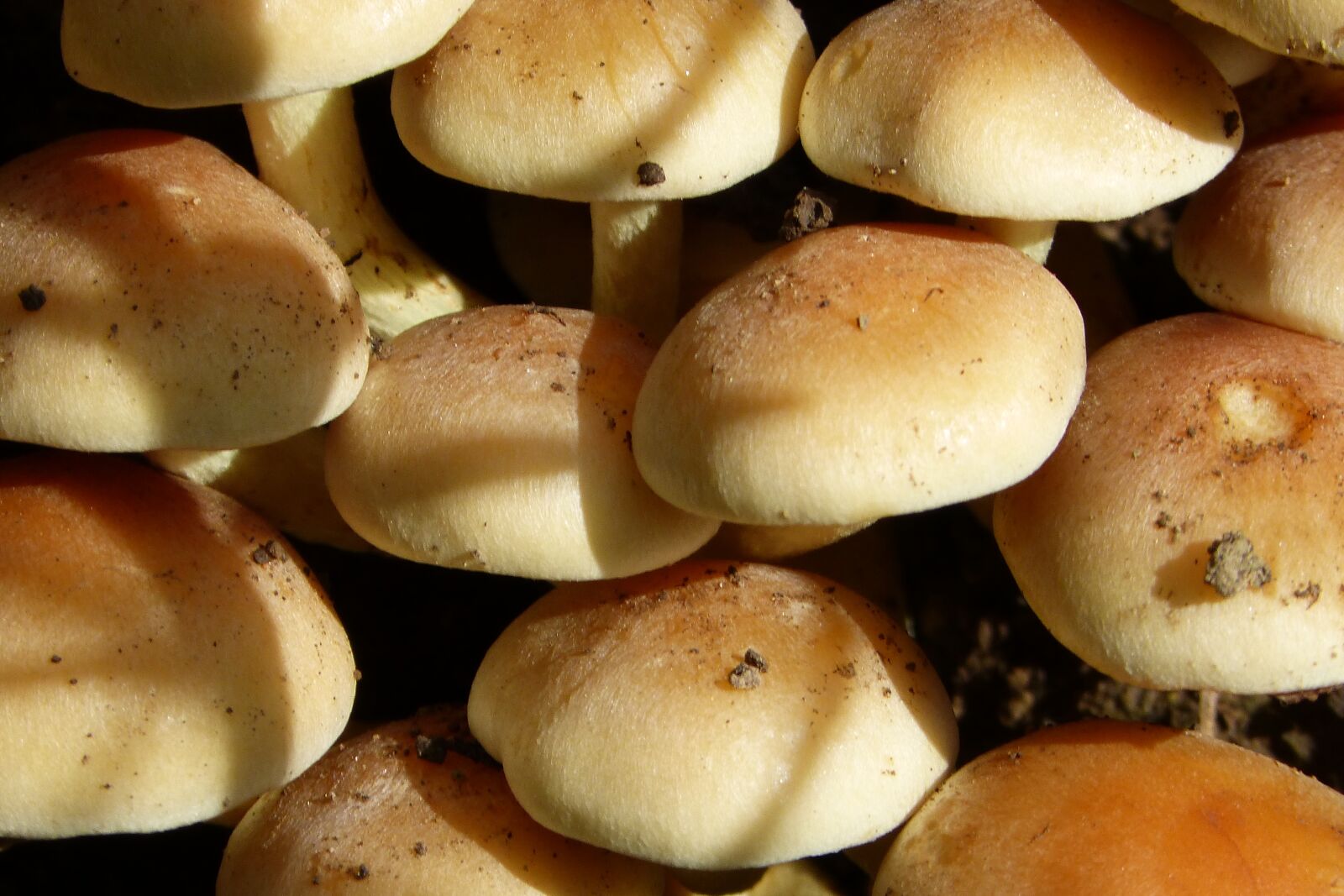 Panasonic DMC-FZ62 sample photo. Mushroom, pilz, parasitic photography