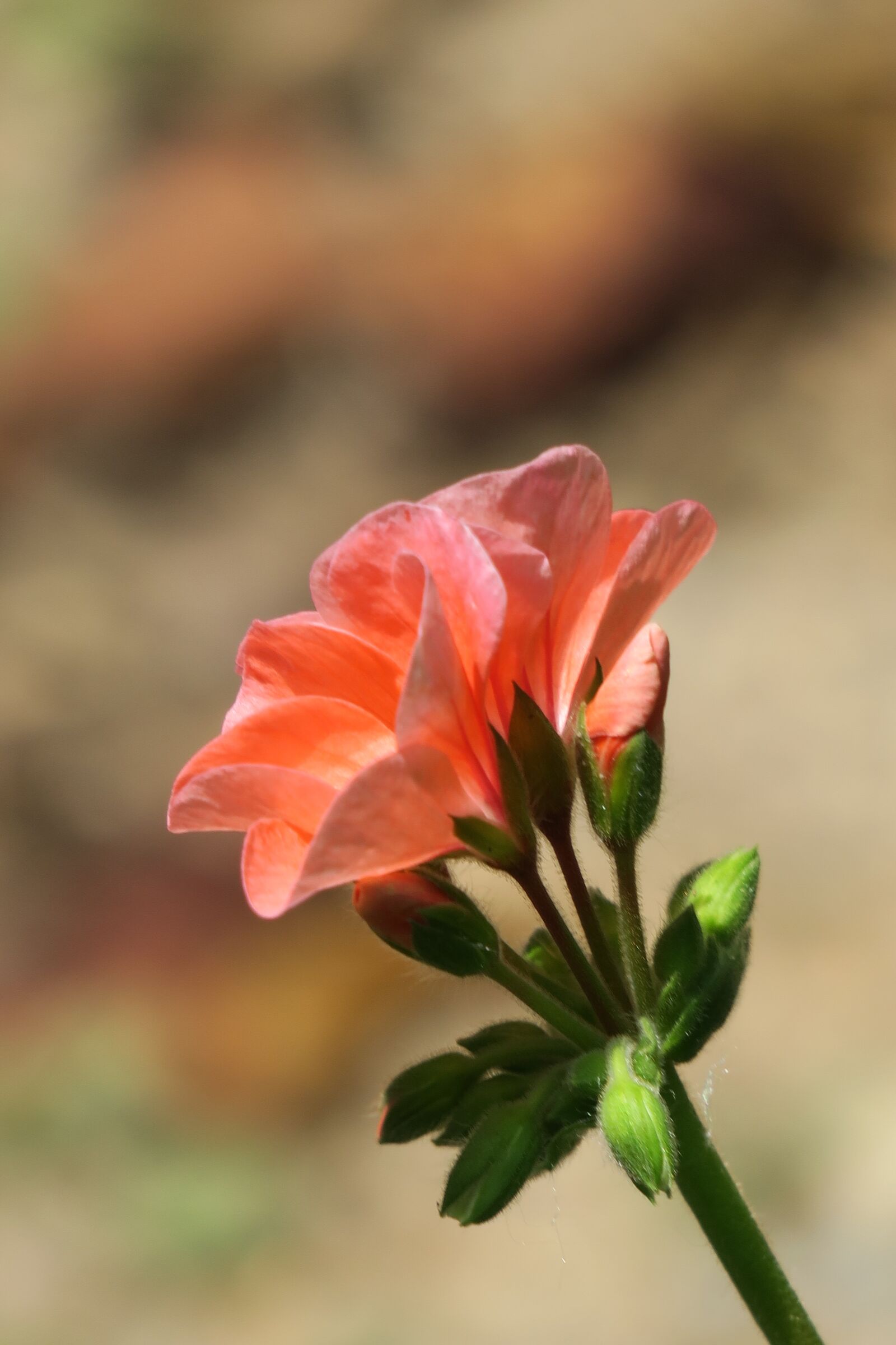 Canon PowerShot G3 X sample photo. Flower, plant, nature photography