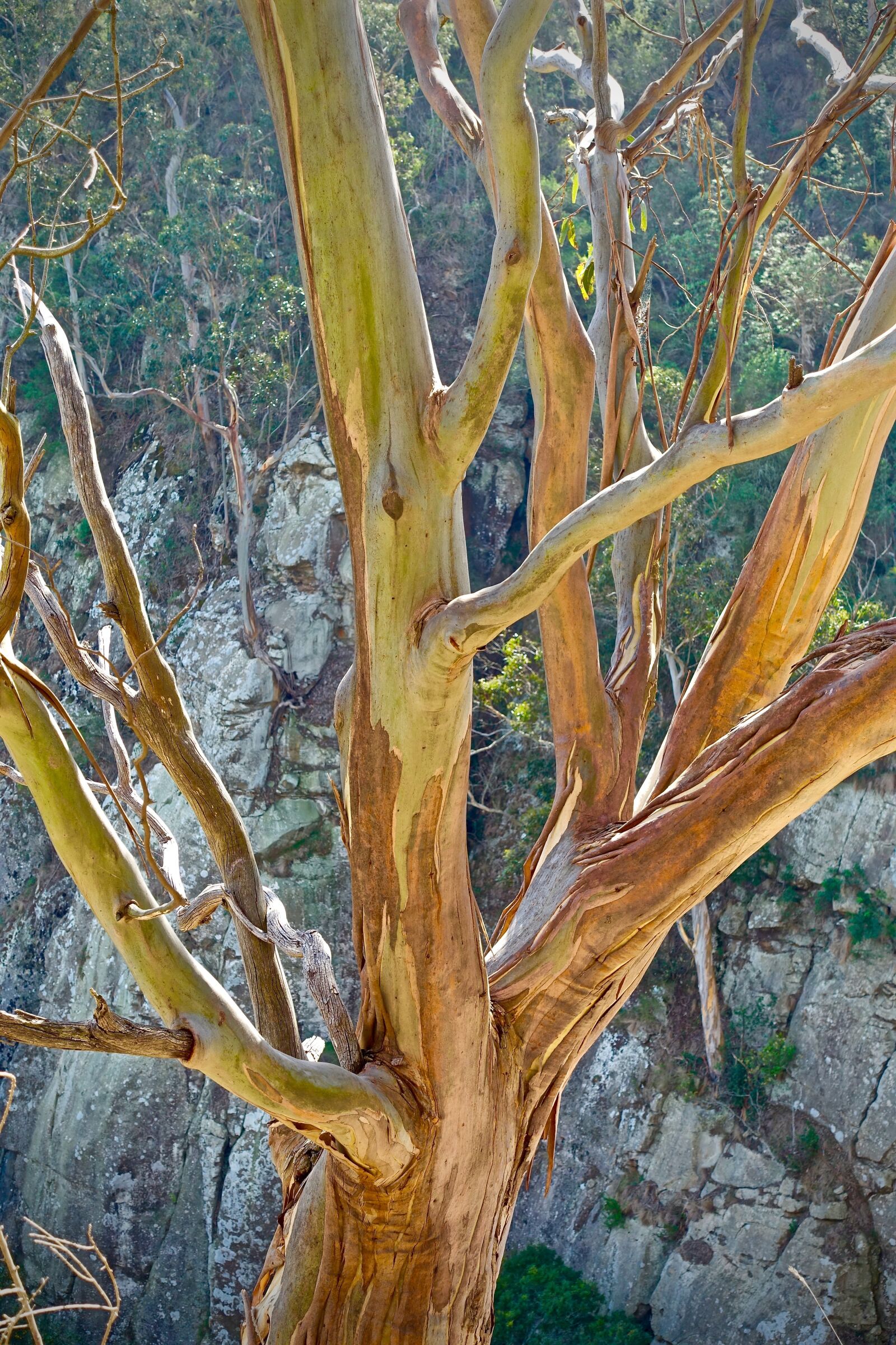 Sony Cyber-shot DSC-RX100 III sample photo. Eucalyptus, trunk, native photography