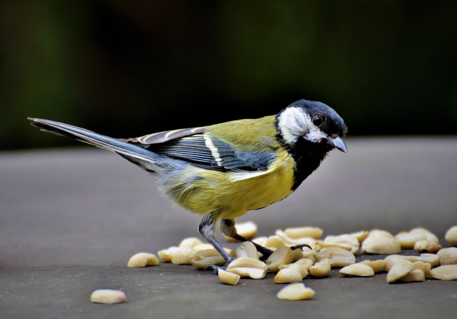 Nikon D7200 sample photo. Tit, songbird, bird photography