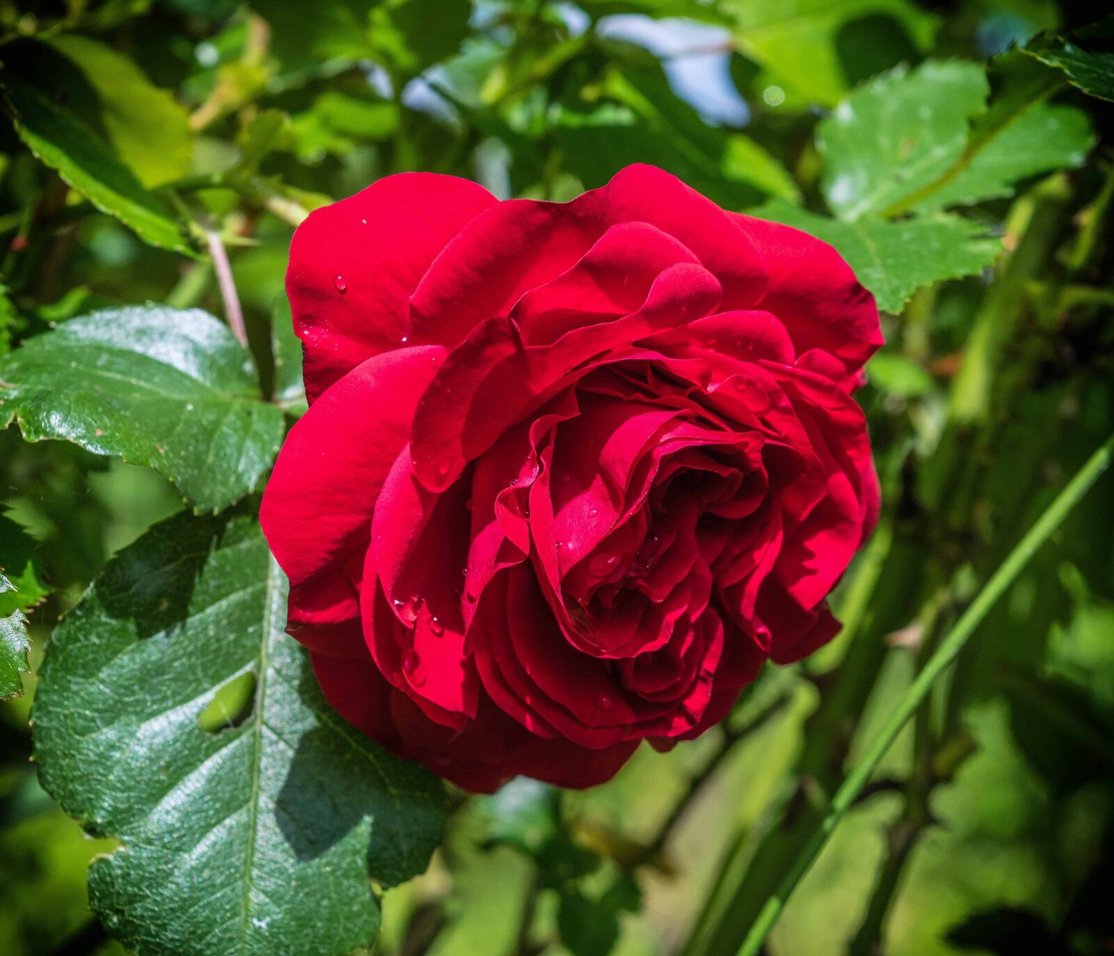 Nikon D3300 sample photo. Nature, petal, leaf, summer photography
