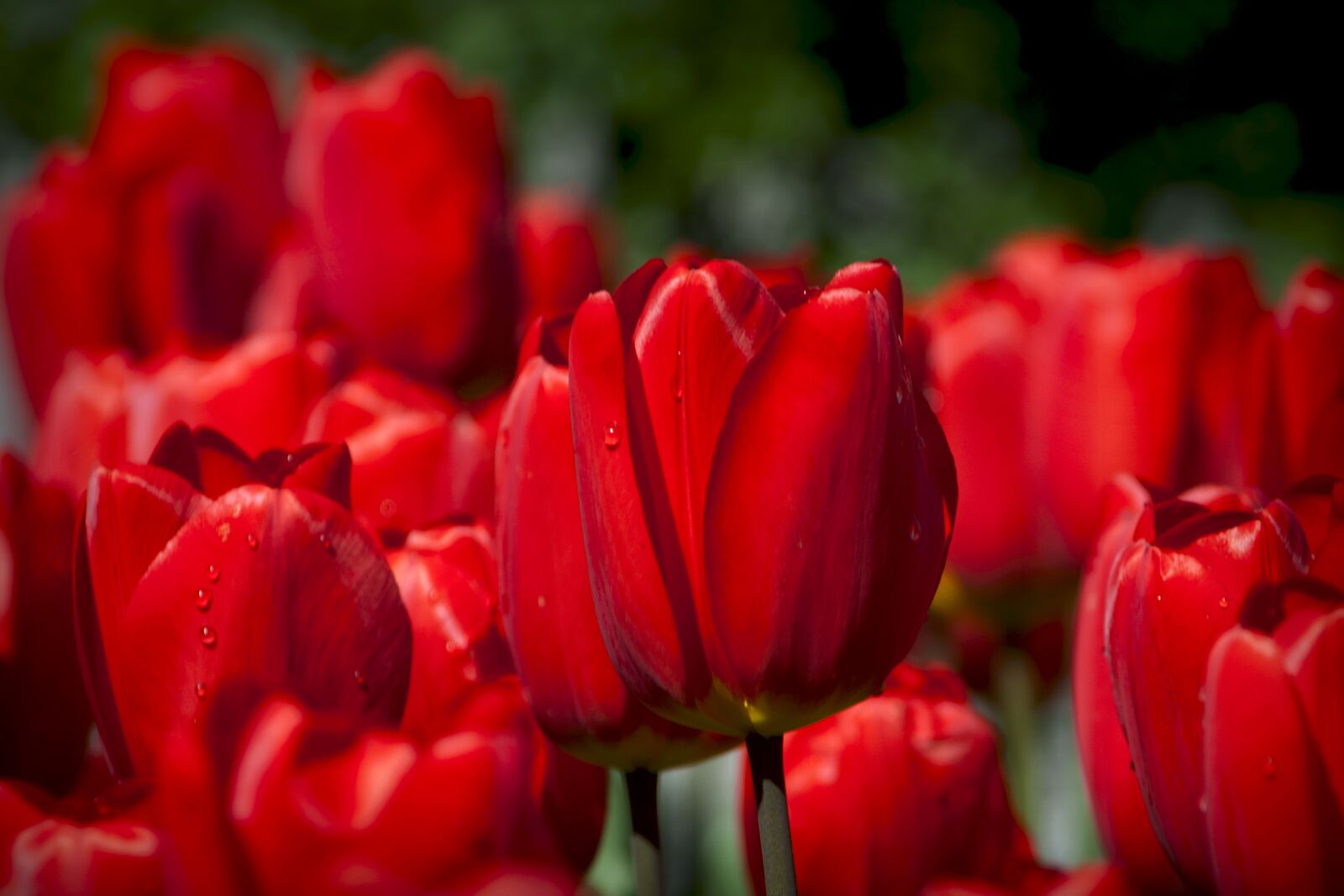 Canon EOS 350D (EOS Digital Rebel XT / EOS Kiss Digital N) sample photo. Tulip, red, flowers photography