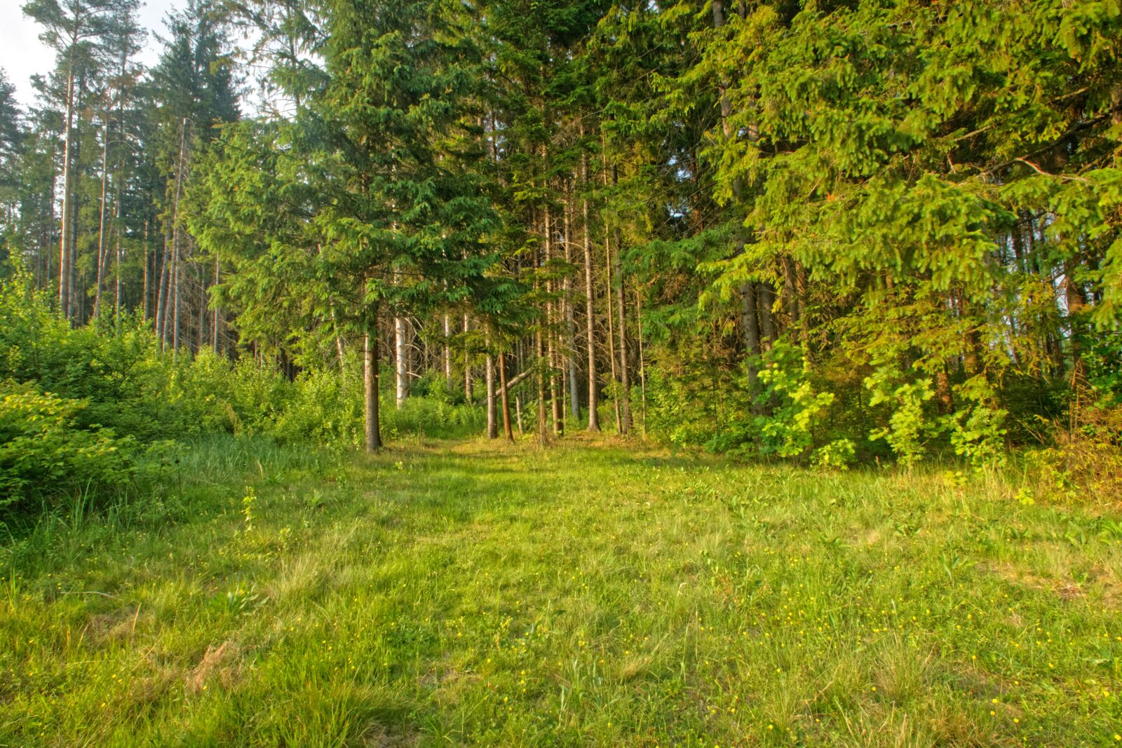 Canon EOS 500D (EOS Rebel T1i / EOS Kiss X3) sample photo. Forest, field, summer photography