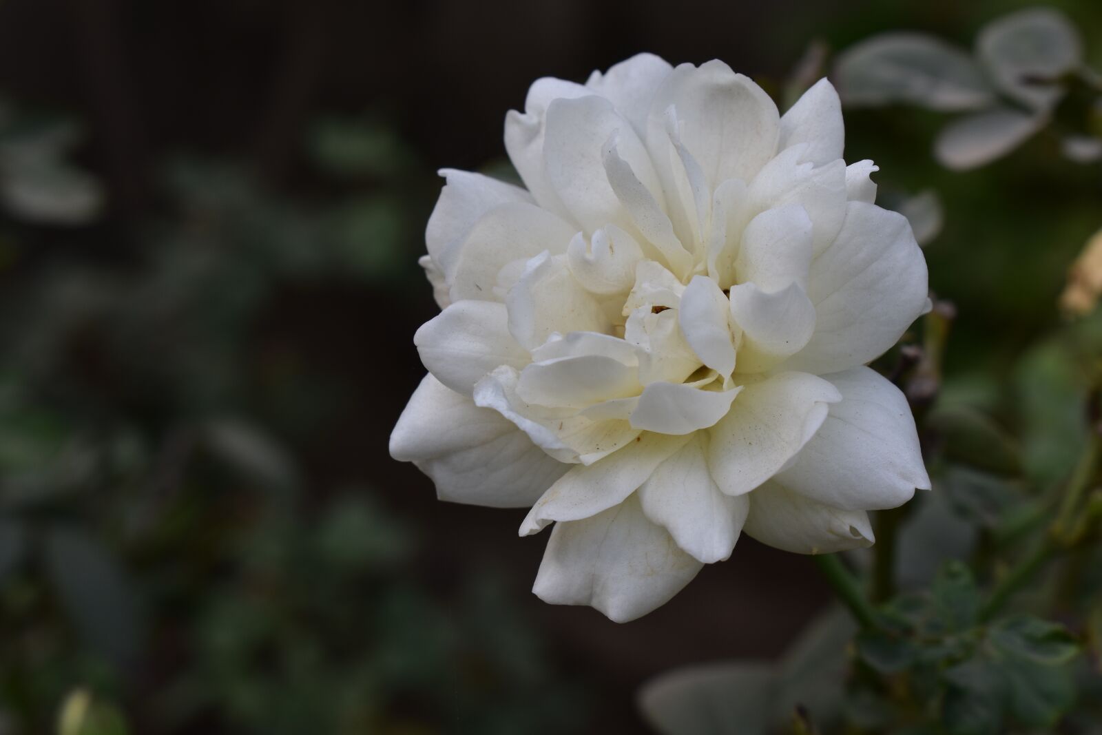 Nikon D3400 sample photo. Flower, rose, nature photography