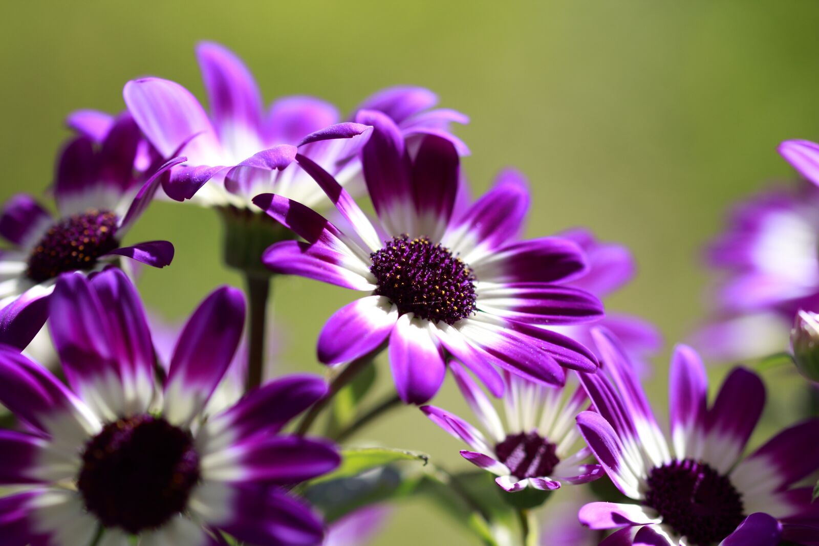 Canon EOS 60D sample photo. Flowers, purple, white photography