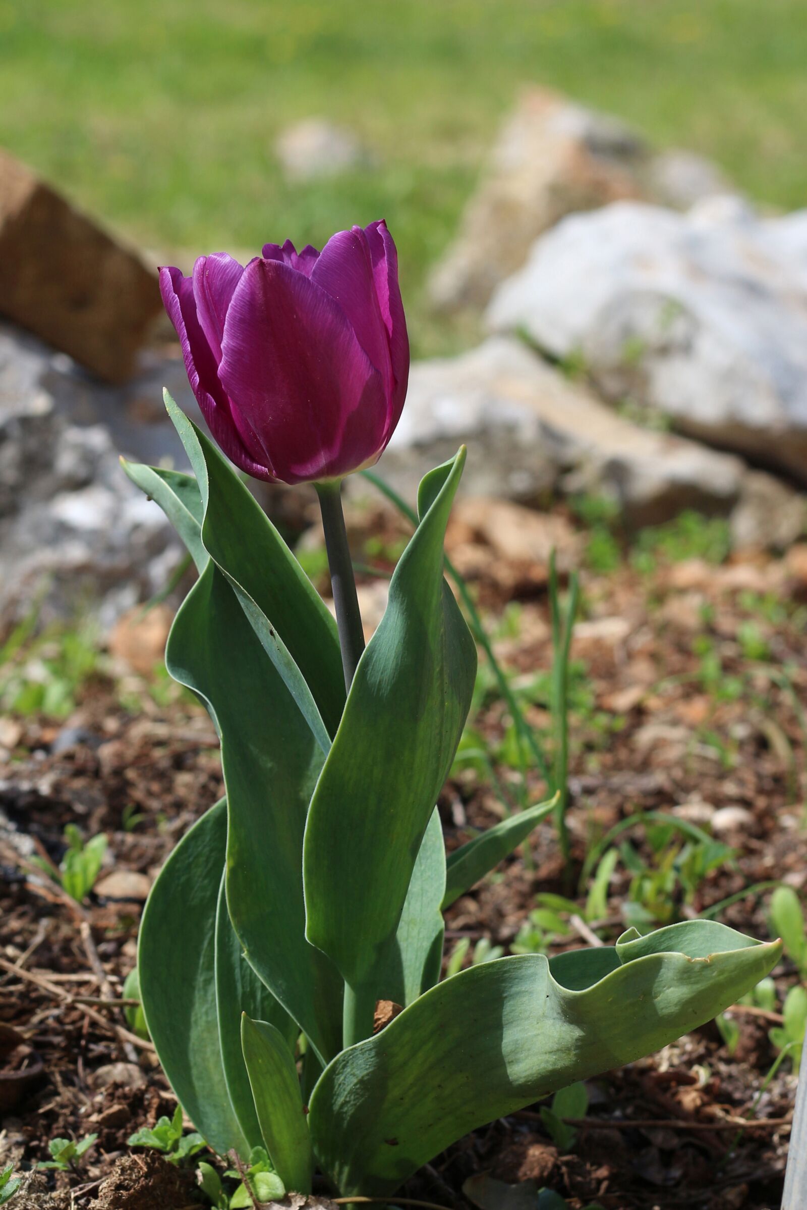 Canon EOS 700D (EOS Rebel T5i / EOS Kiss X7i) + Canon EF 50mm F1.8 STM sample photo. Nature, flora, flower photography