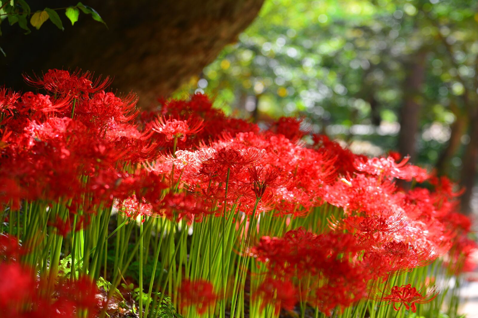 Nikon D7100 sample photo. Red spider lily, korea photography