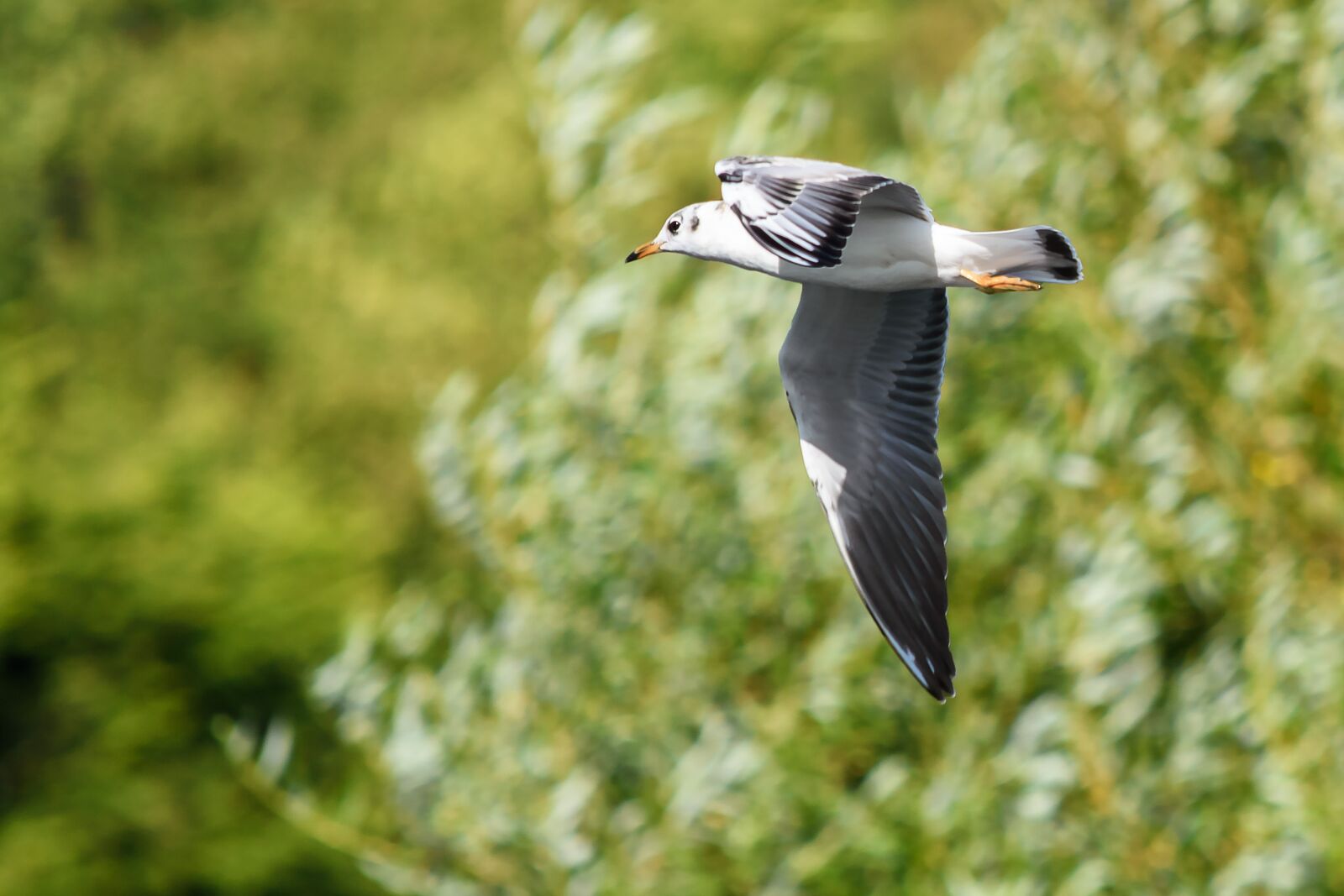 Nikon D5500 sample photo. Bird, flight, wings photography