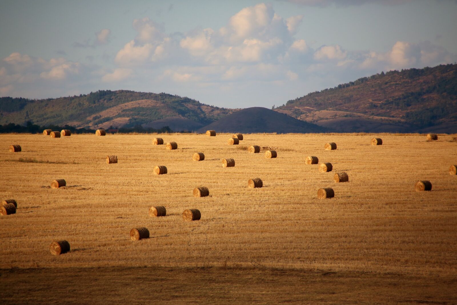 Canon EOS 5D Mark III sample photo. Autumn, field, in the photography