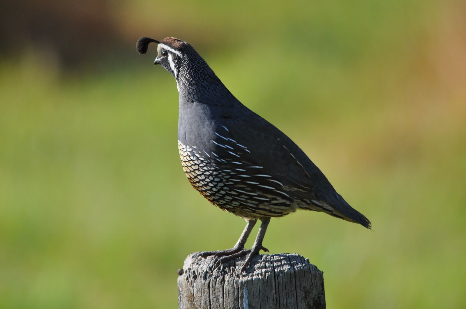 Nikon D90 sample photo. Californian quail, new zealand photography