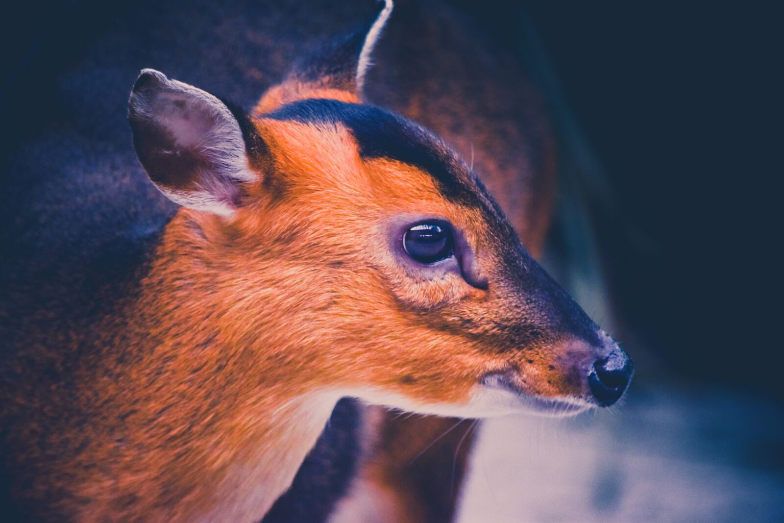 Nikon D5500 sample photo. Deer, animal, formosan deer photography