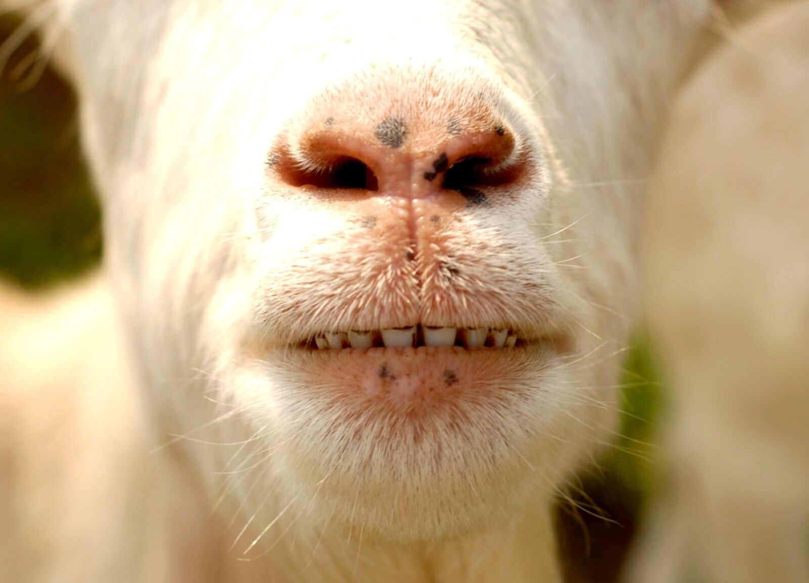 Nikon D200 sample photo. Animal, goat, teeth photography