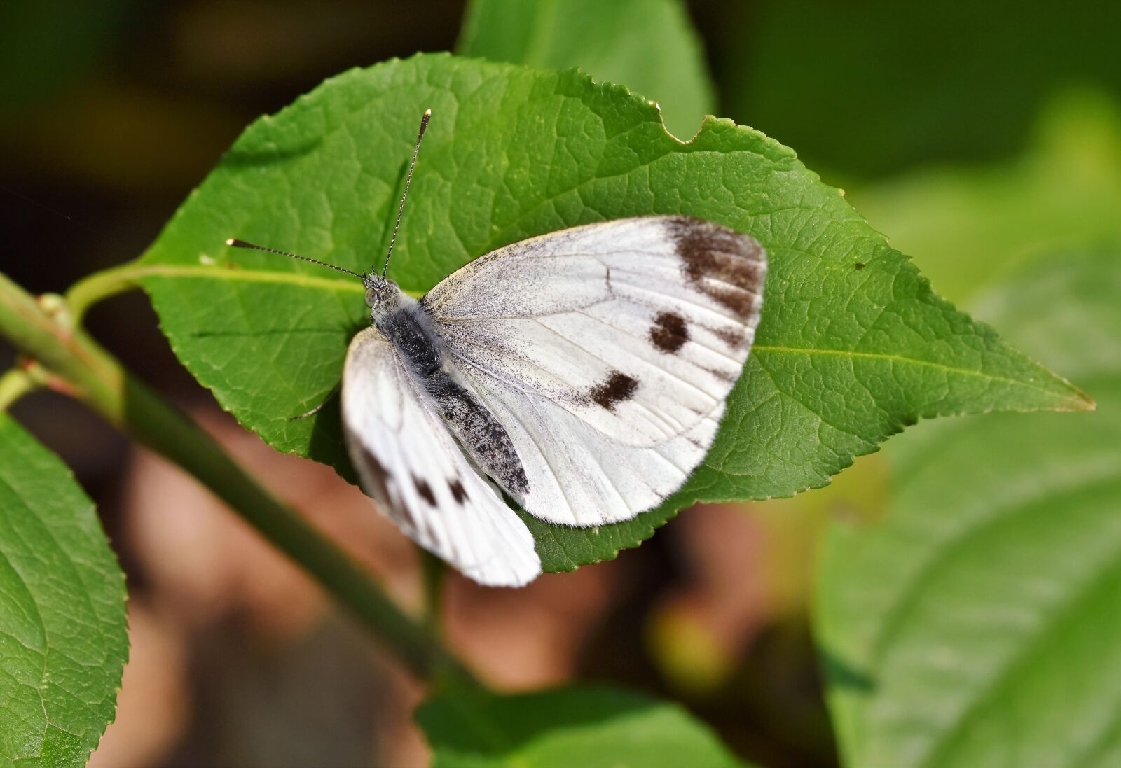 Nikon D7200 sample photo. White ling, butterfly, butterflies photography