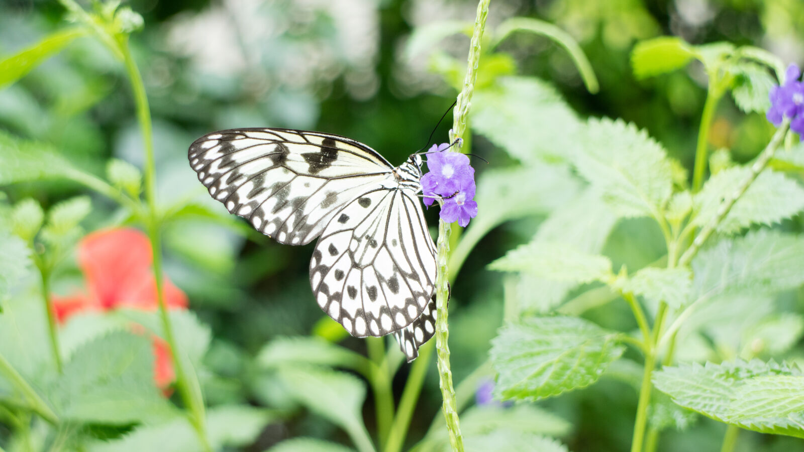 Canon EOS M3 sample photo. Blur, butterfly, flowers, macro photography