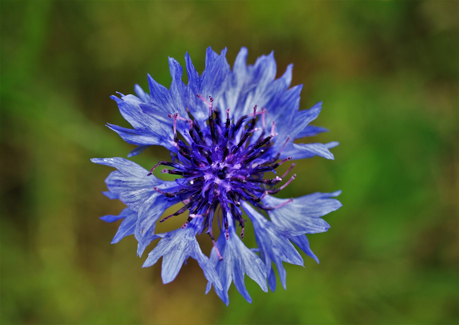 Canon EF-S 35mm F2.8 Macro IS STM sample photo. Cornflower, blue, blossom photography