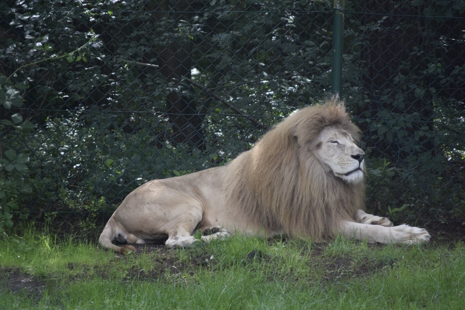 Nikon D5300 sample photo. Lion, africa, mane photography