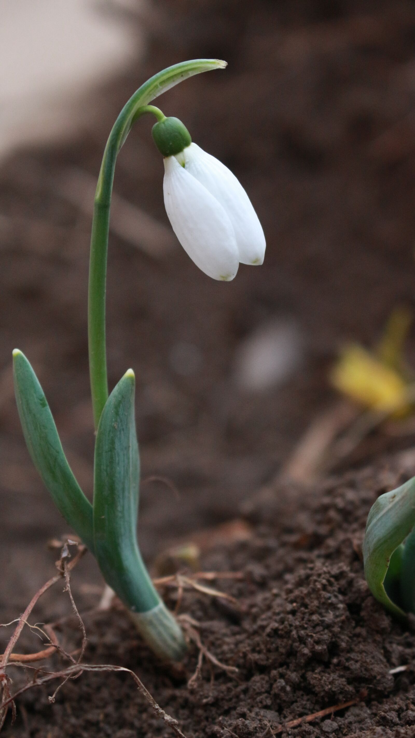 Canon EOS 700D (EOS Rebel T5i / EOS Kiss X7i) sample photo. White, green, nature photography
