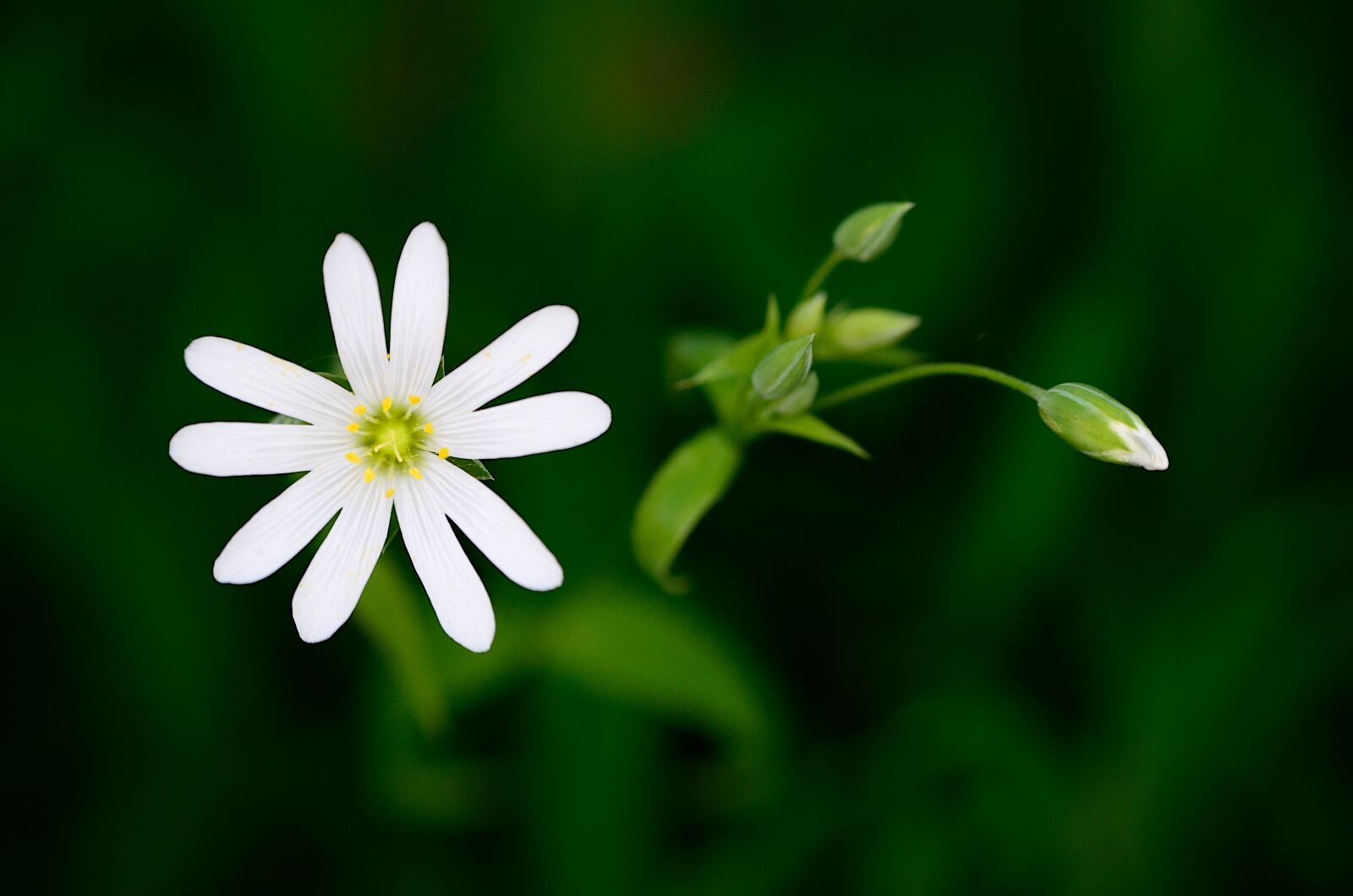 Nikon D7000 sample photo. Plant, flower, nature photography
