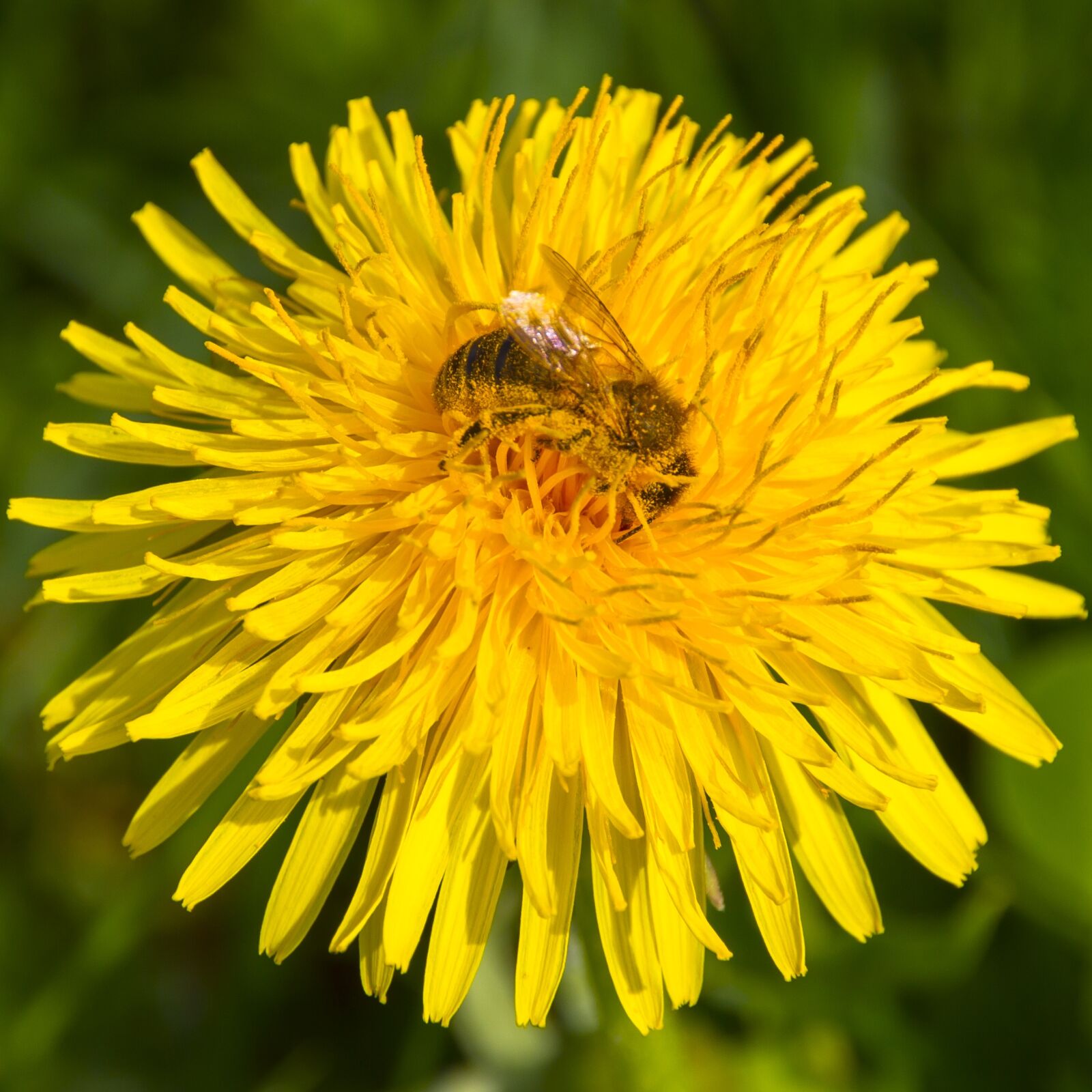 Canon EOS 7D sample photo. Pollen, bee, dandelion photography