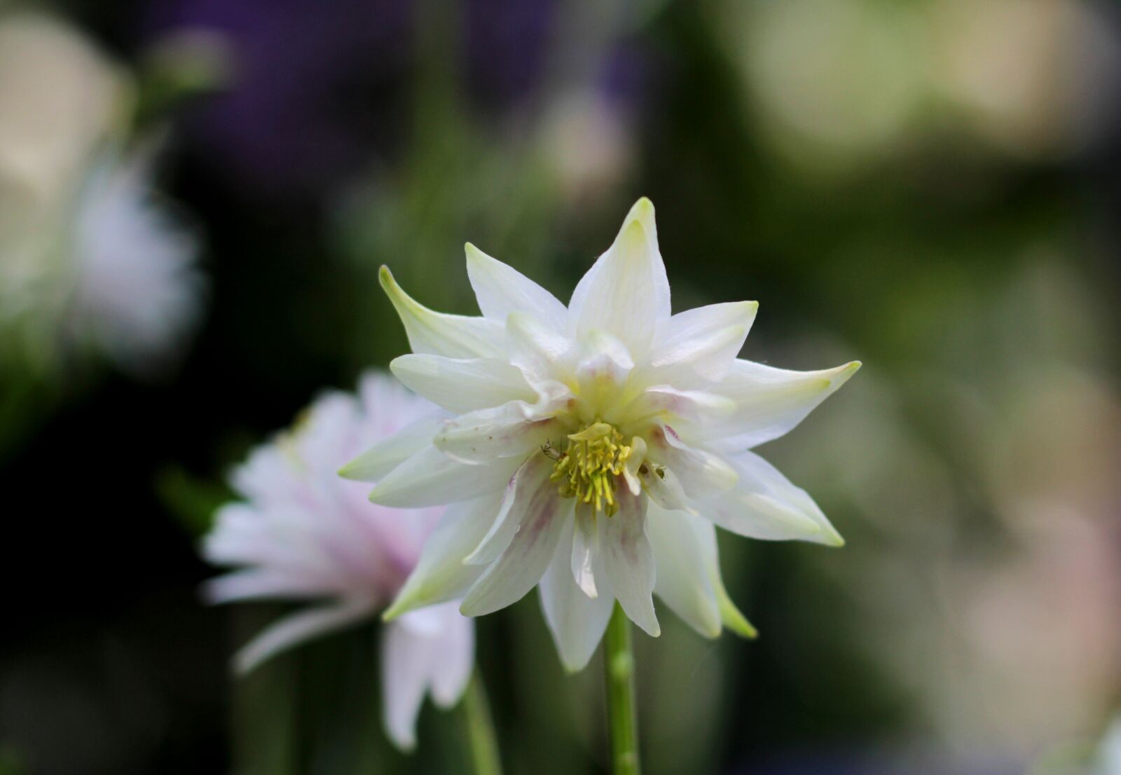 Canon EOS 600D (Rebel EOS T3i / EOS Kiss X5) + Canon EF 50mm F1.8 STM sample photo. Columbia white, flower, garden photography