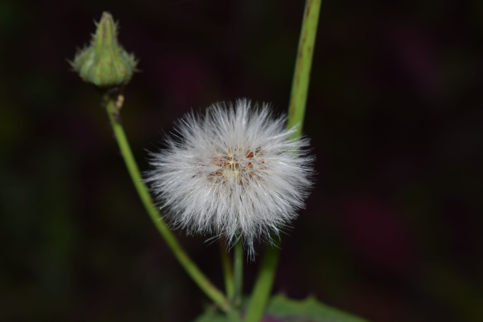 Nikon D5300 sample photo. Flower, garden, nature photography