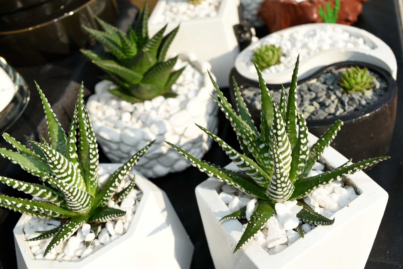 Nikon D5500 sample photo. Cactus, decoration, miniature, minimalism photography