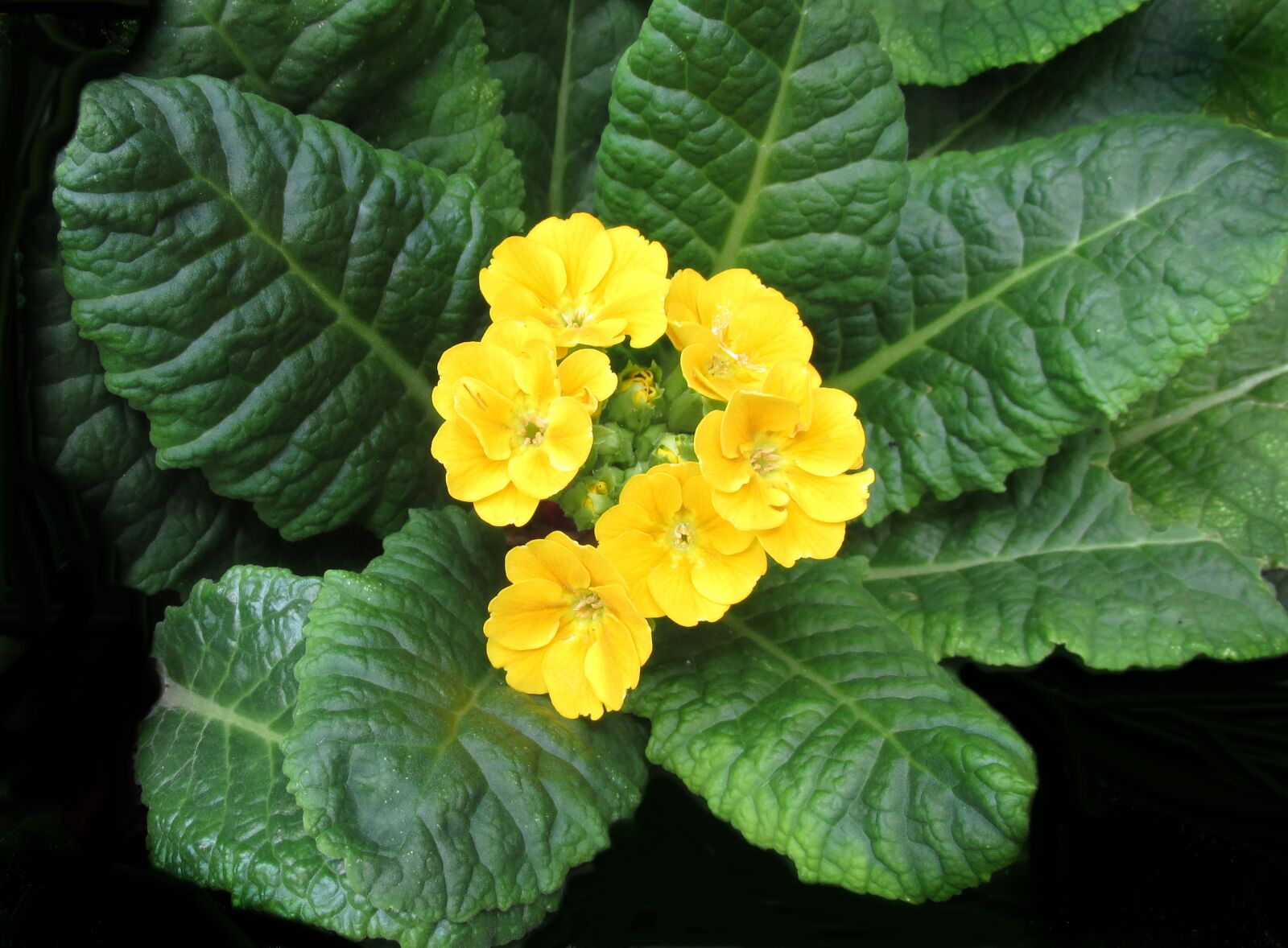 Canon PowerShot SX170 IS sample photo. Primrose, yellow, plant photography