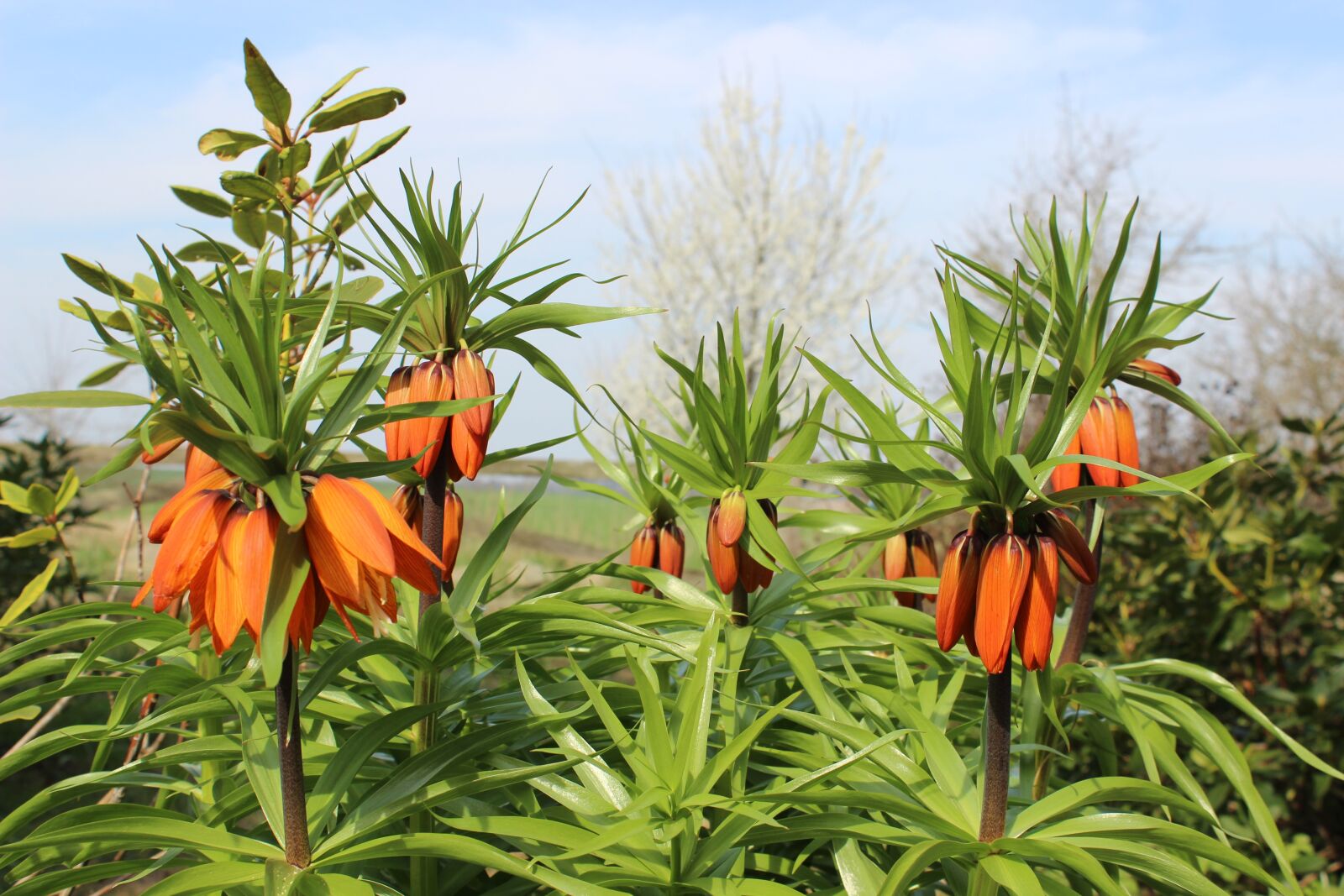 Canon EOS 600D (Rebel EOS T3i / EOS Kiss X5) sample photo. Imperial crowns, flowers, bud photography